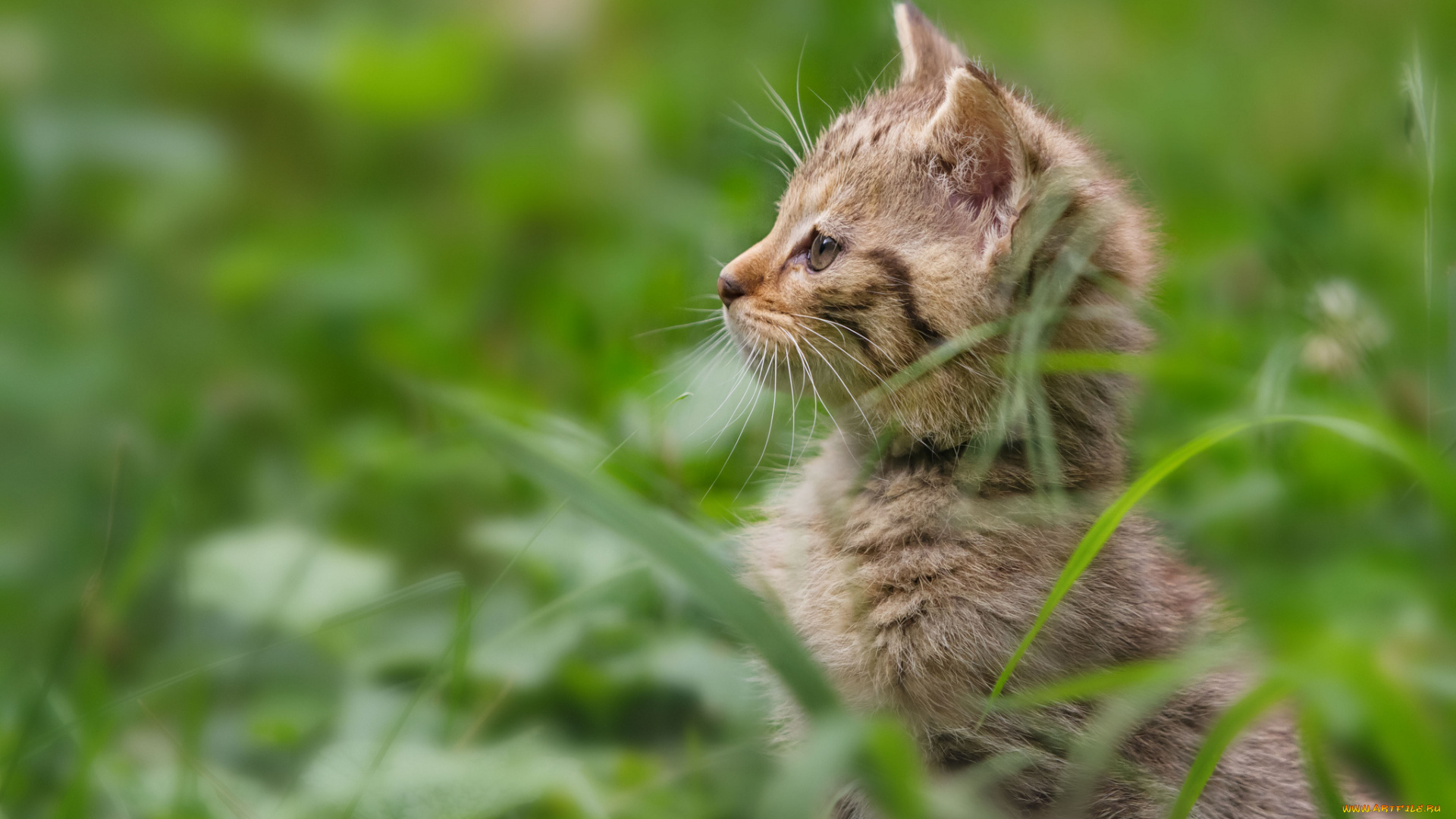 животные, дикие, кошки, котёнок, трава