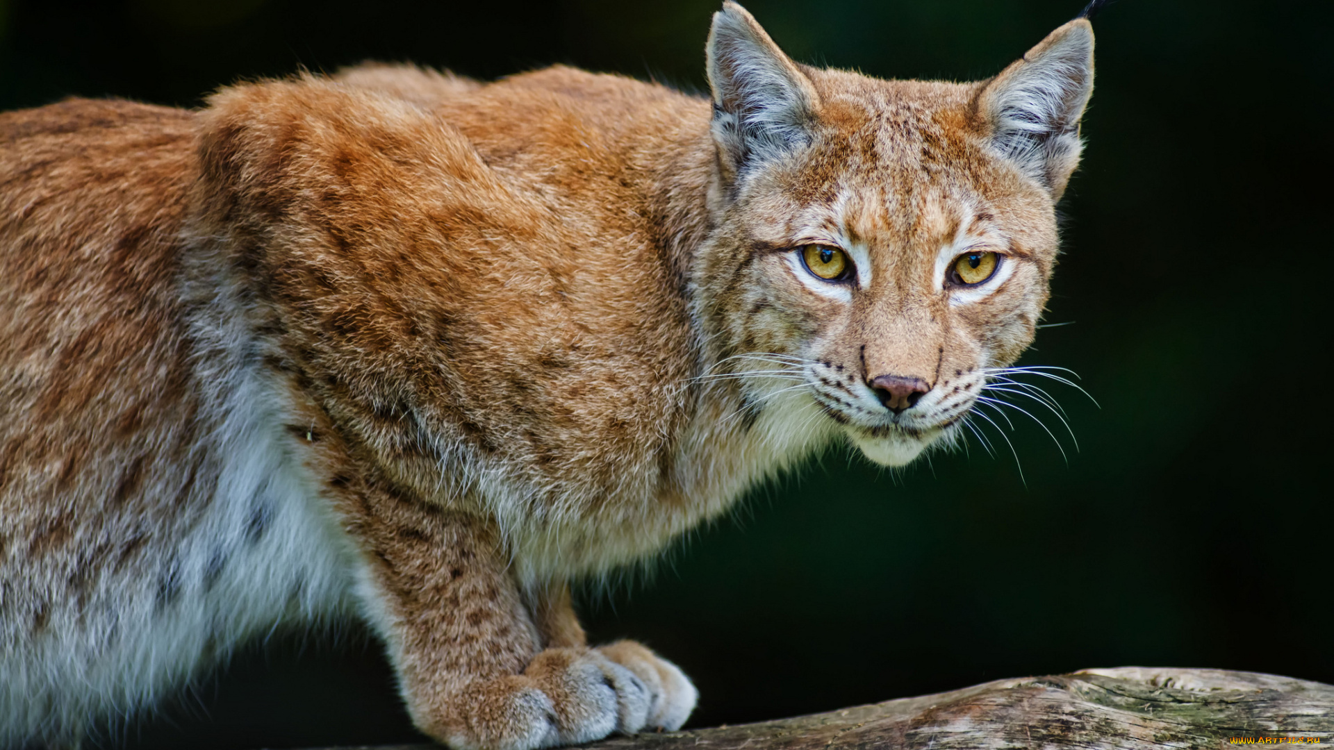 животные, рыси, хищник, кошка, lynx, bobcat
