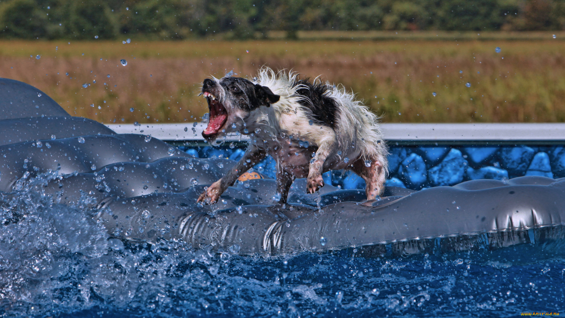 животные, собаки, бассейн, ситуация, экстрим, матрас