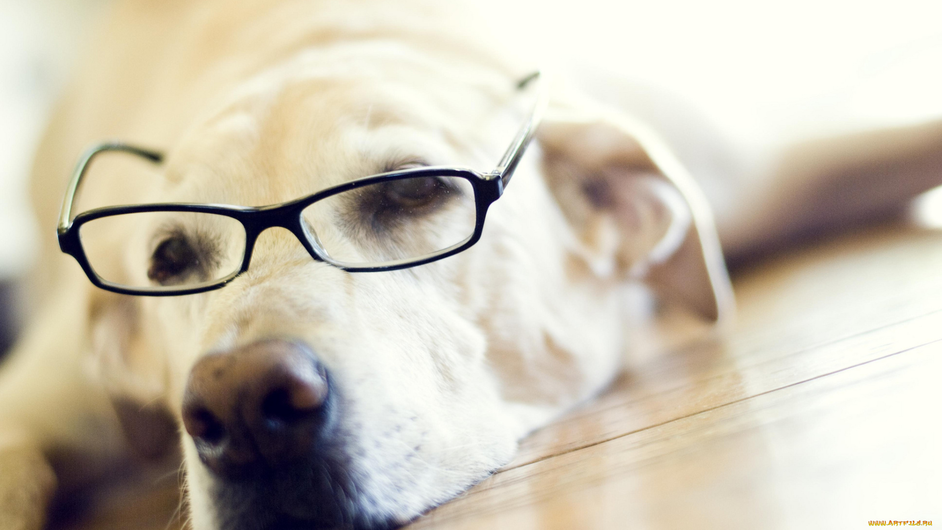 животные, собаки, лабрадор, ретривер, очки