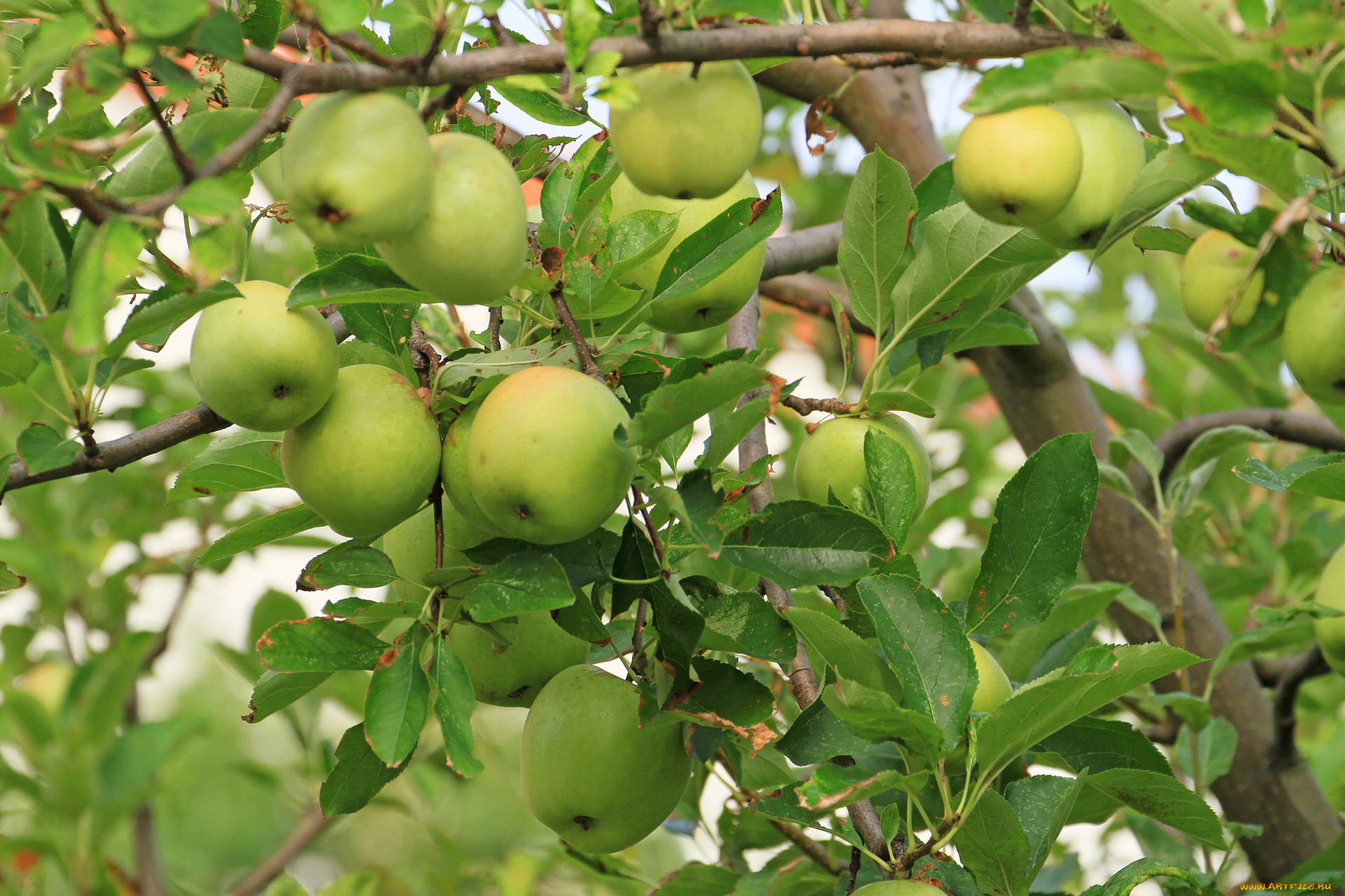 природа, плоды, ветка, яблоки