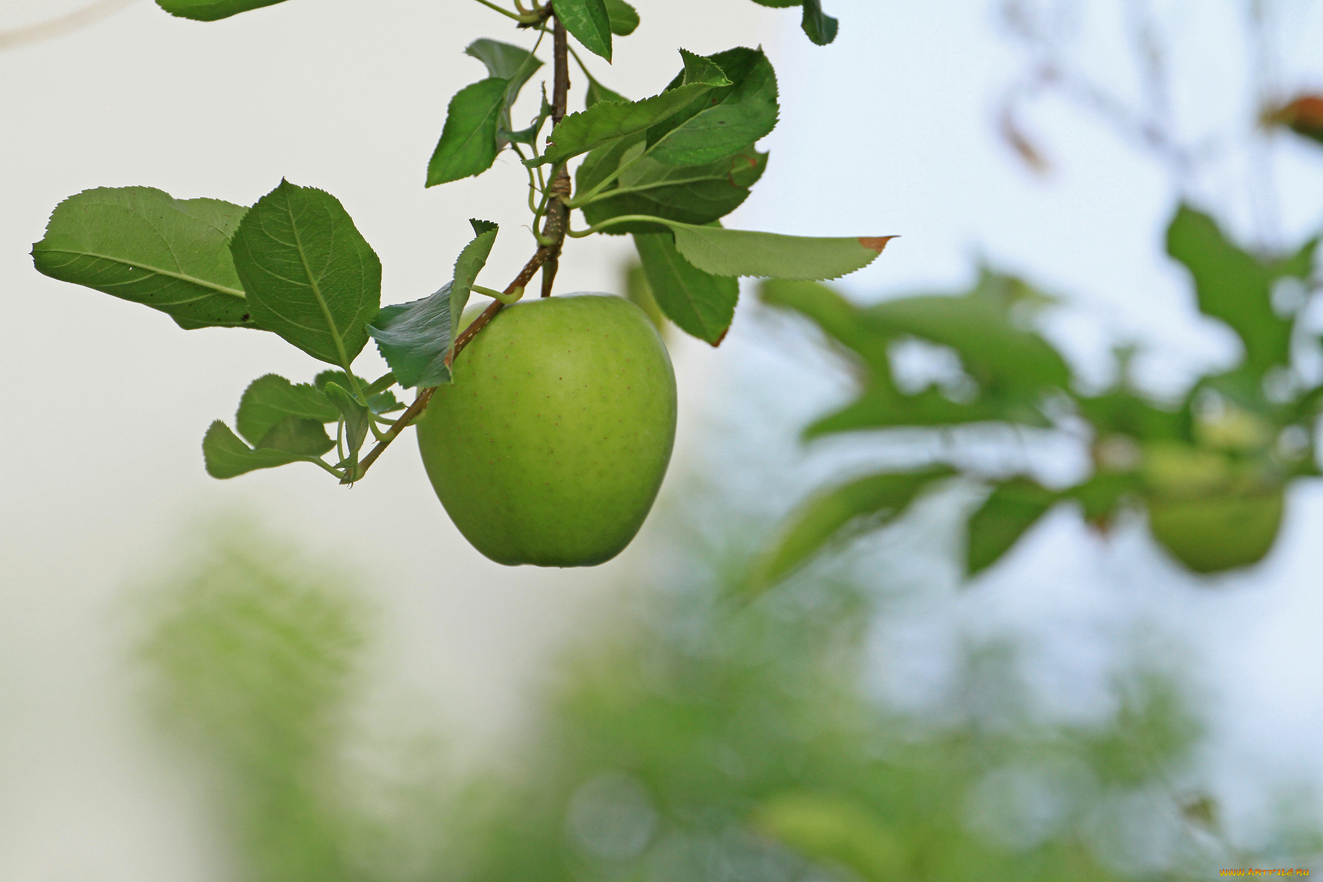 природа, плоды, ветка, яблоко