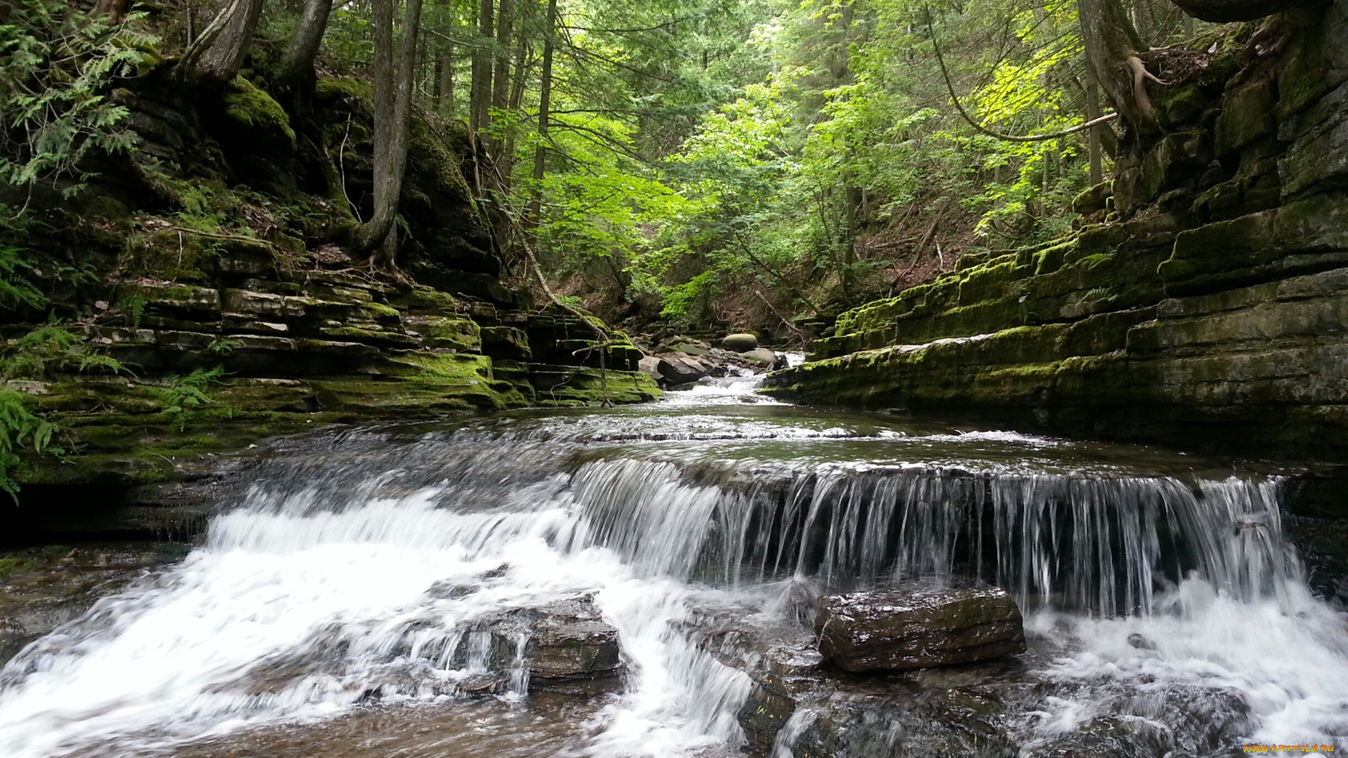 природа, реки, озера, лес, река, камни, пороги