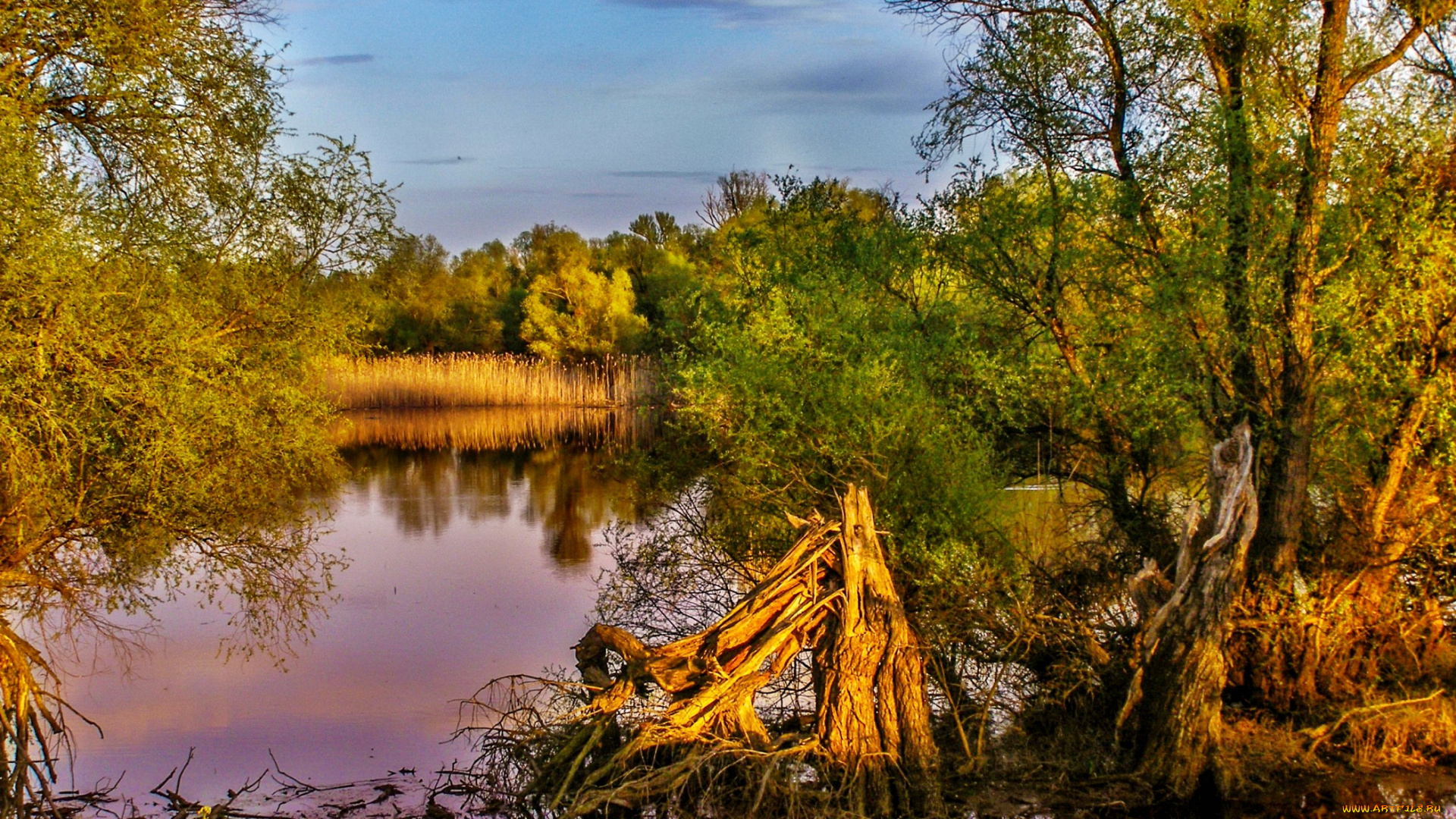 природа, реки, озера, лес, река, тростник, заводь, заросли, коряги