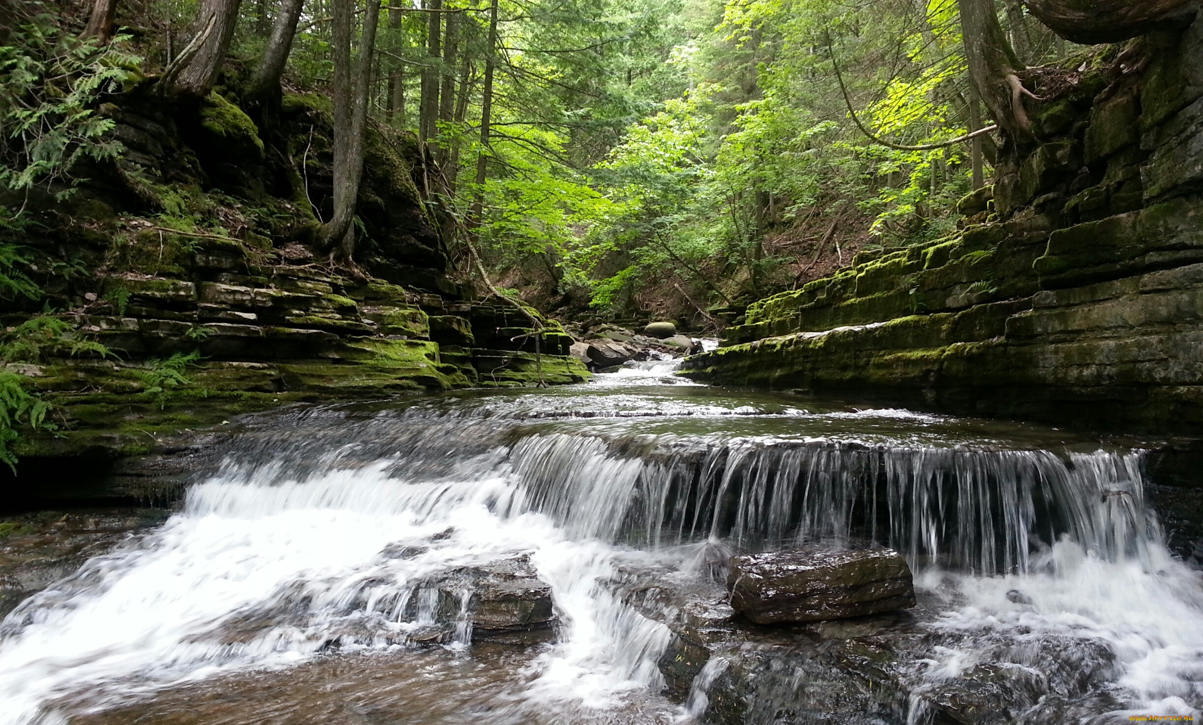 природа, реки, озера, лес, река, камни, пороги