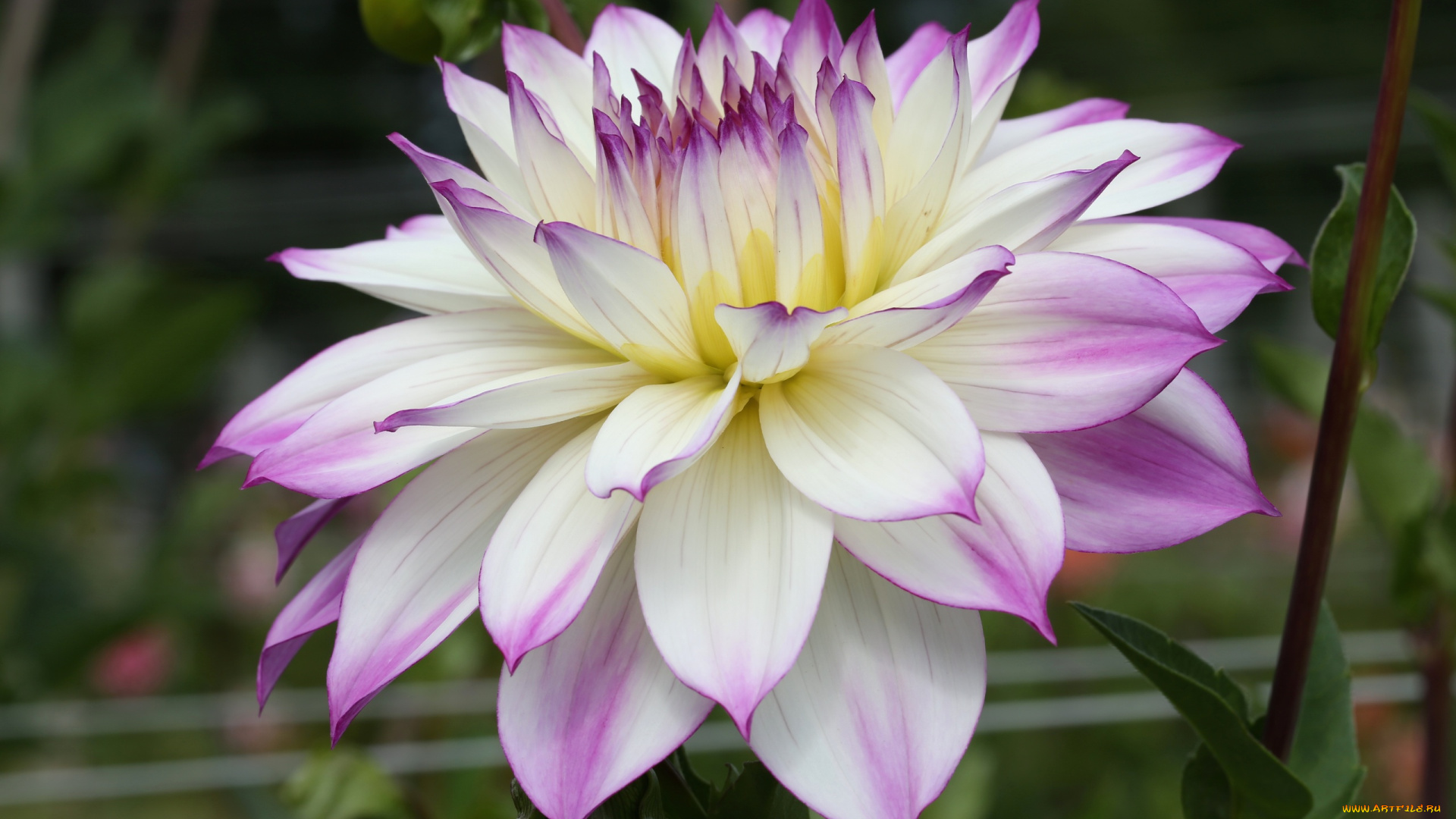 цветы, георгины, бело-фиолетовая, георгин, цветение, осень, бутон, лепестки