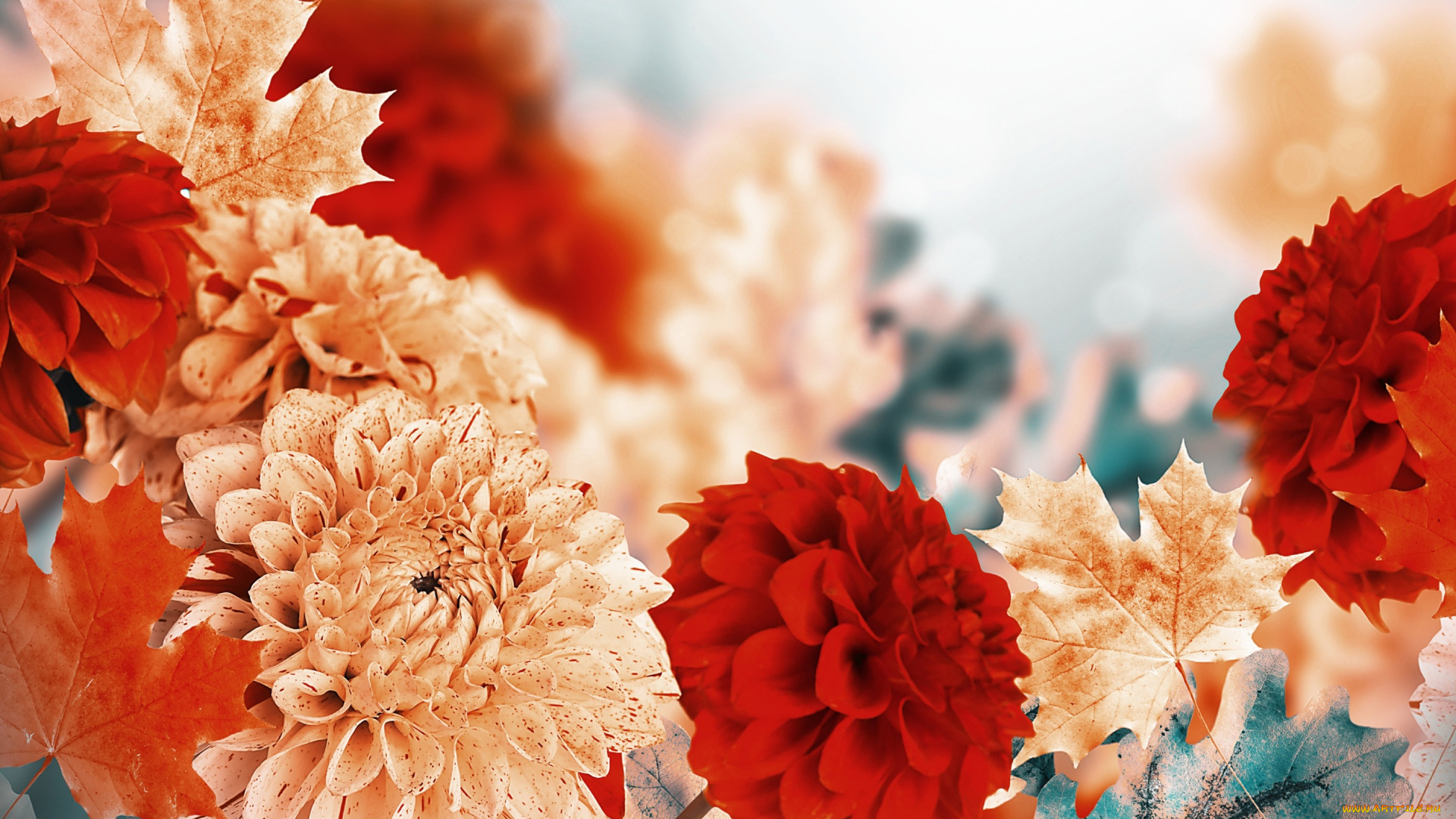 цветы, георгины, бутоны, георгин, красный, желтый, листья