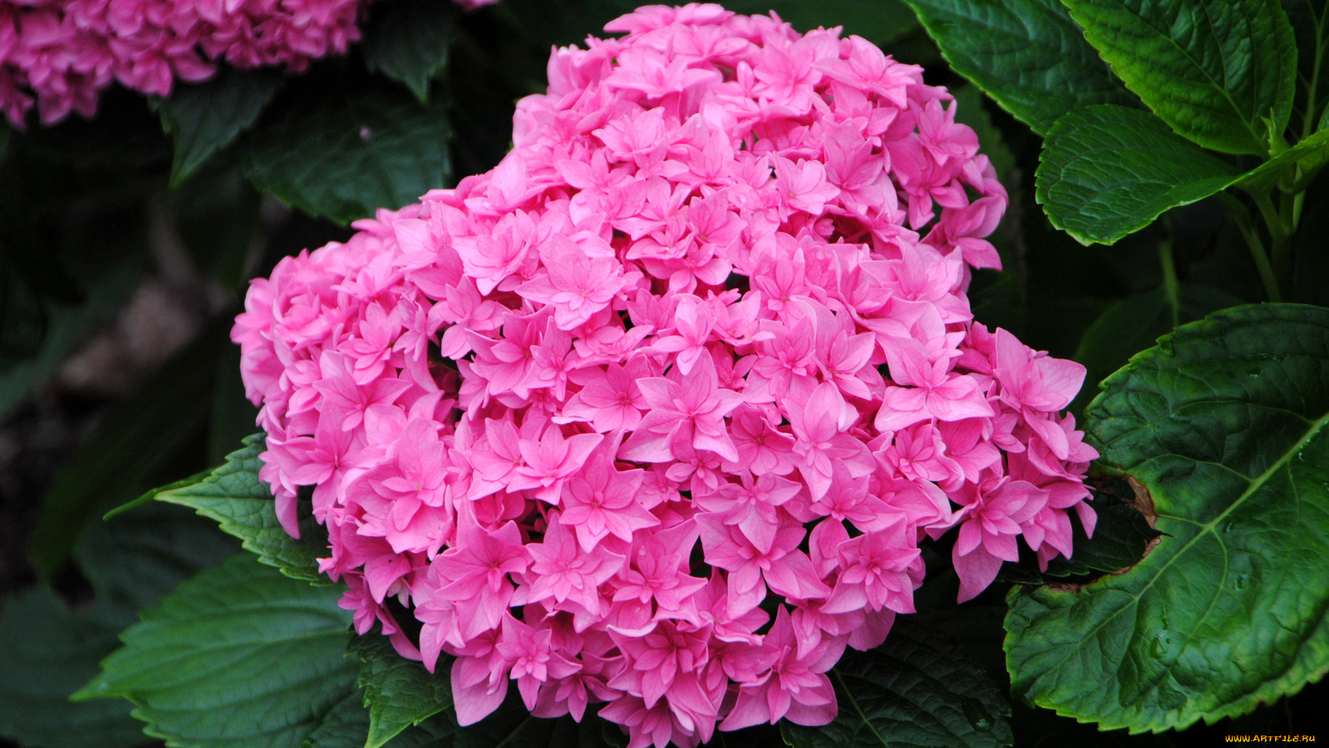 цветы, гортензия, розовый