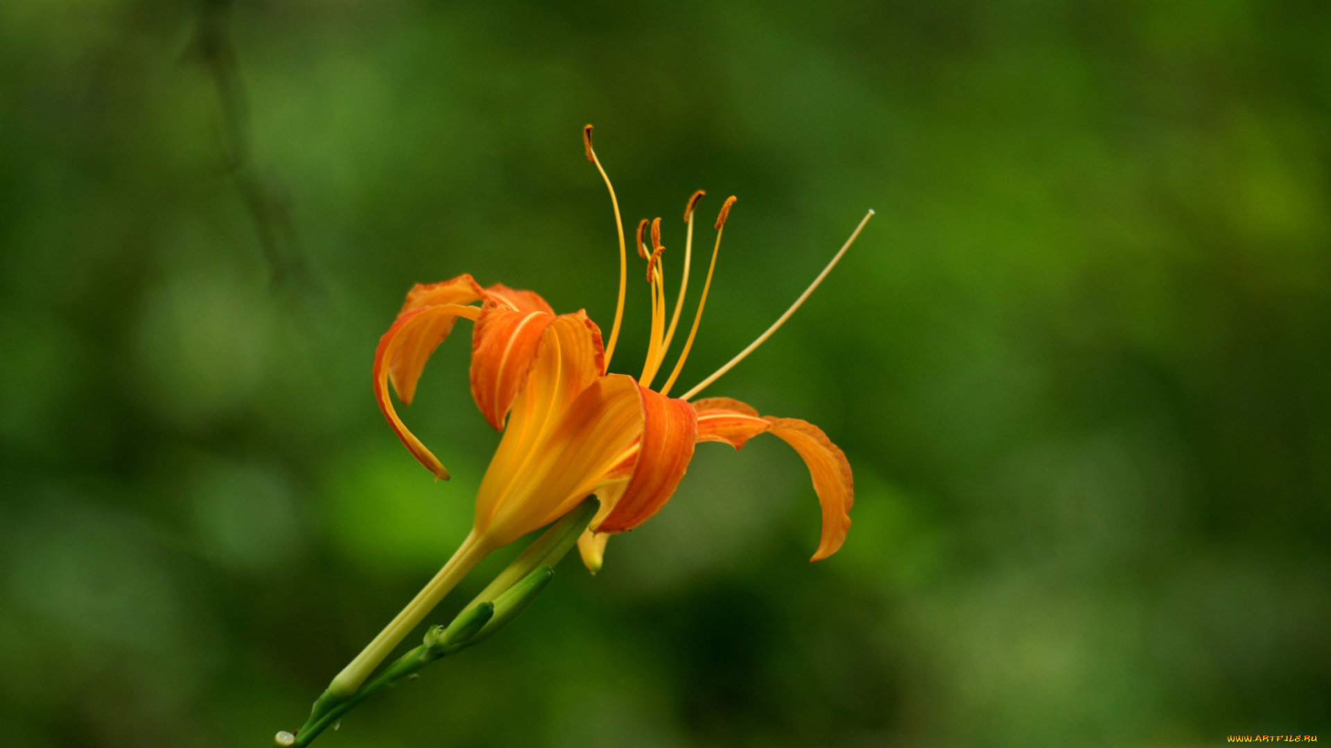 цветы, лилии, , лилейники, оранжевая, лилия, лепестки, тычинки, цветение