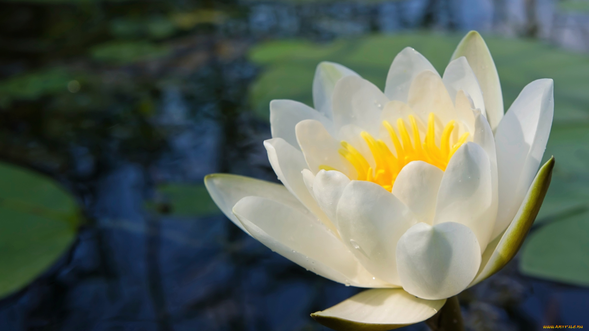 цветы, лилии, водяные, , нимфеи, , кувшинки, лилия, лепестки, макро