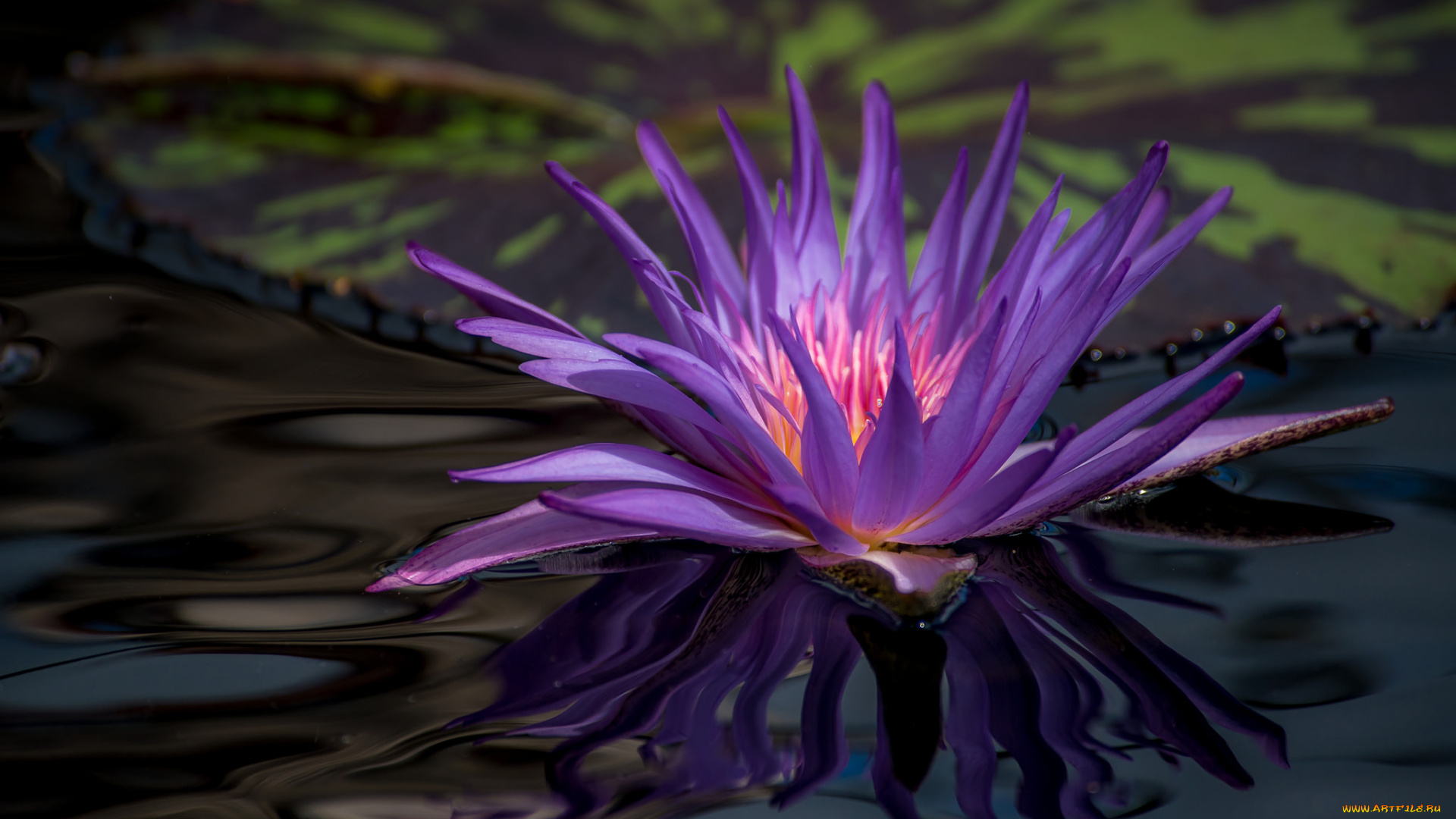 цветы, лилии, водяные, , нимфеи, , кувшинки, цветение, лепестки, листья, фиолетовая, водоем, водяная, кувшинка