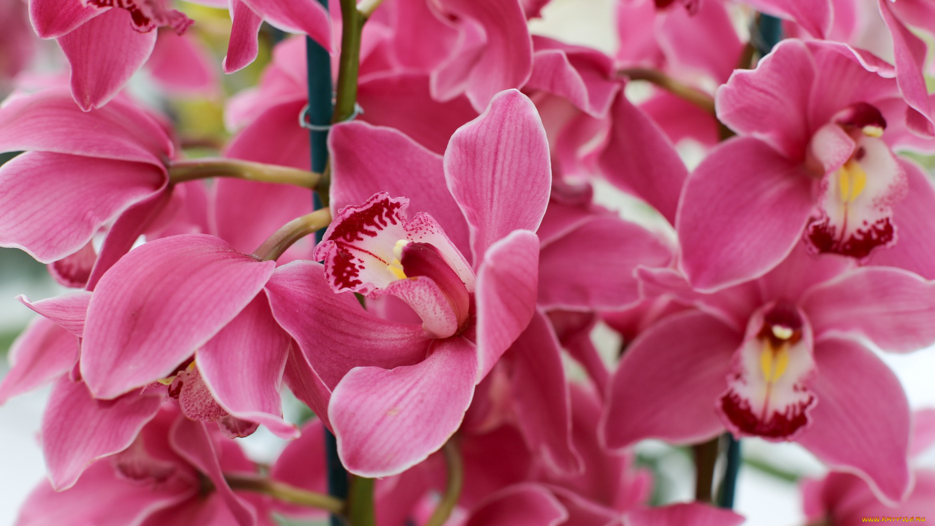 цветы, орхидеи, орхидея, лепестки, цветение, цветки