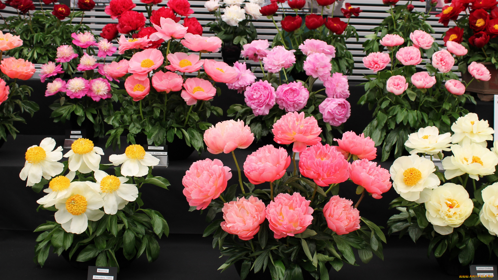 цветы, пионы, много