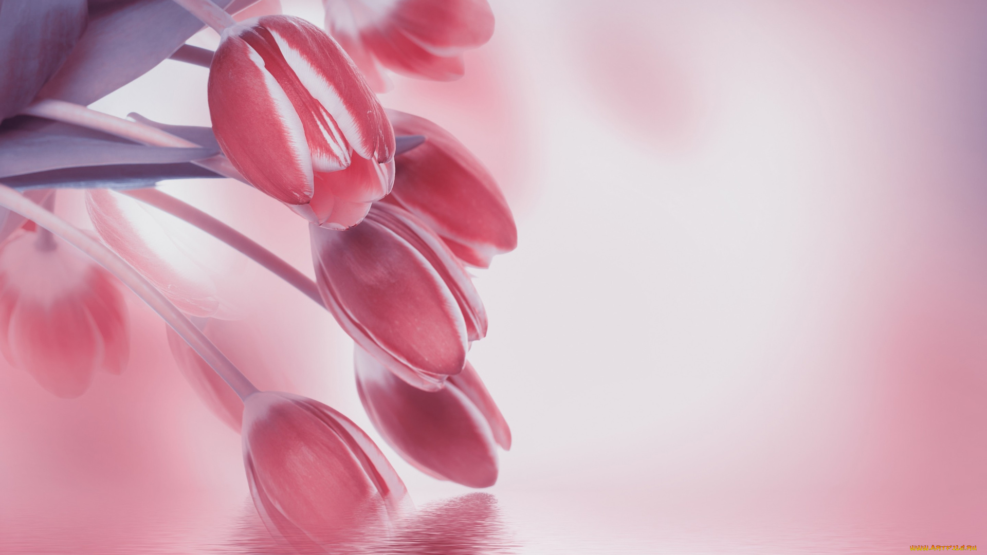 цветы, тюльпаны, отражение, вода, цветение, листья, лепестки, бутоны, розовые