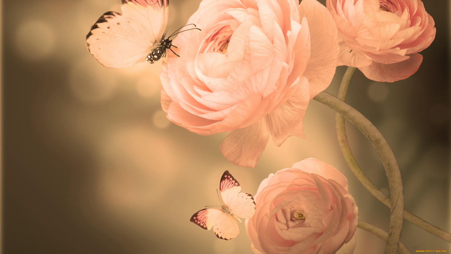 разное, компьютерный, дизайн, бабочки, цветение, лепестки, бутоны, азиатский, лютик