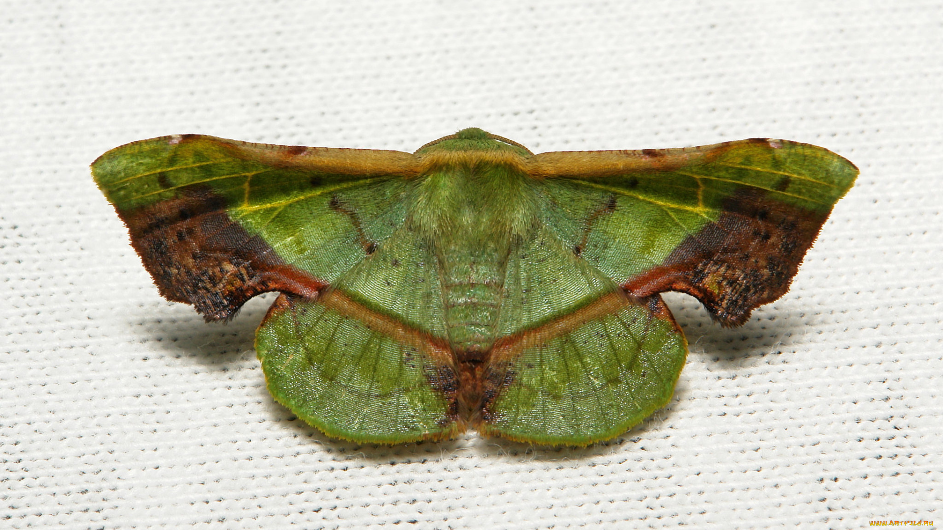 животные, бабочки, geometridae, geometrid, moth, fascellina, plagiata, ennominae, мотылёк, зелёный, itchydogimages, макро