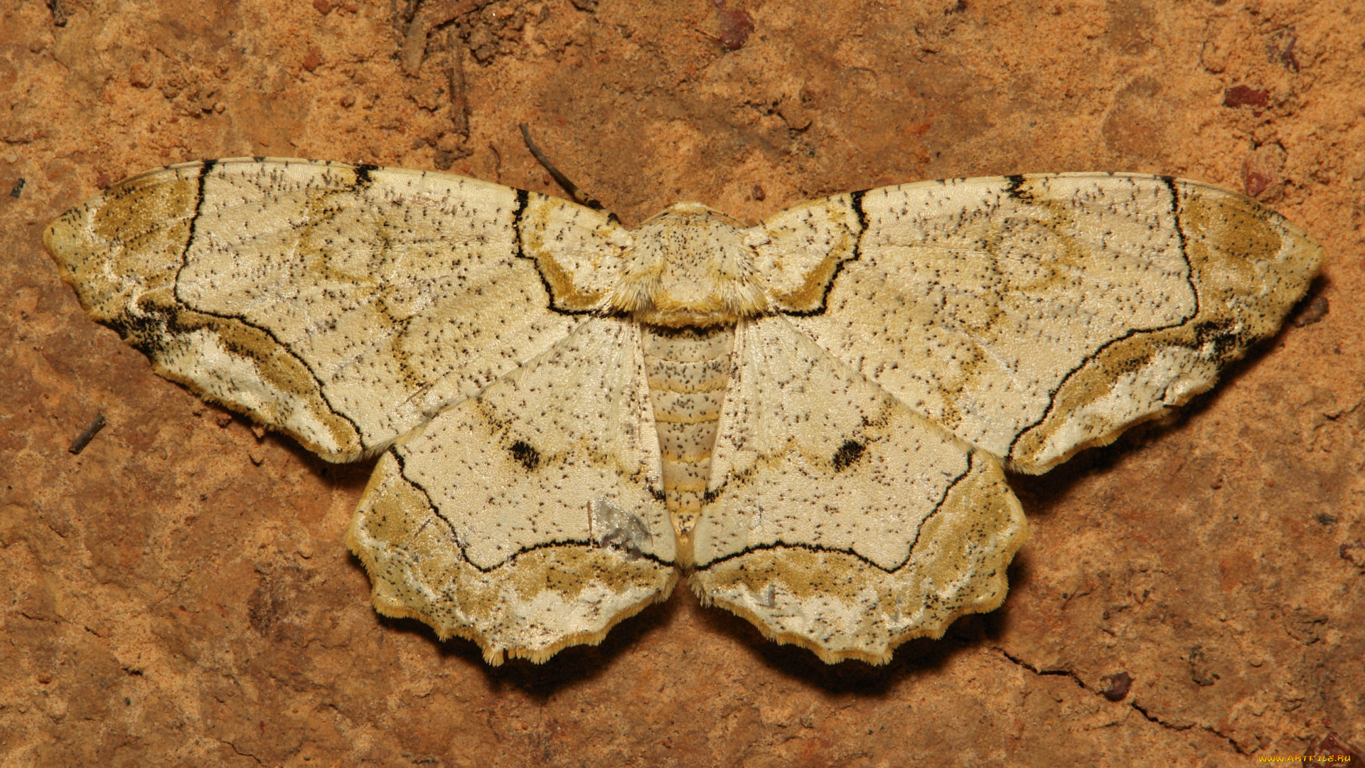 животные, бабочки, крылья, бабочка, моль, листик, itchydogimages, макро