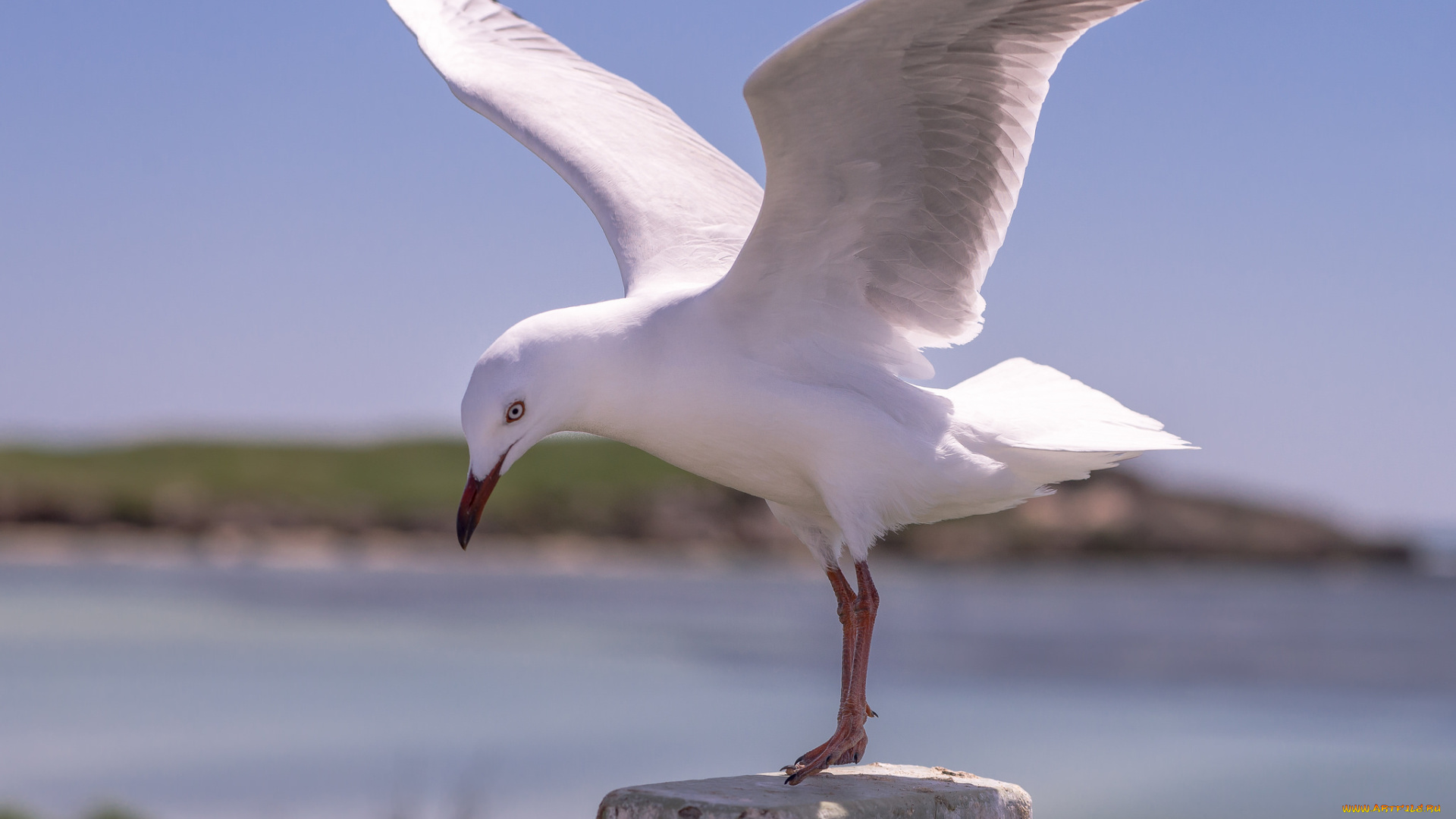животные, Чайки, , бакланы, , крачки, пень, крылья, птица, белая, чайка