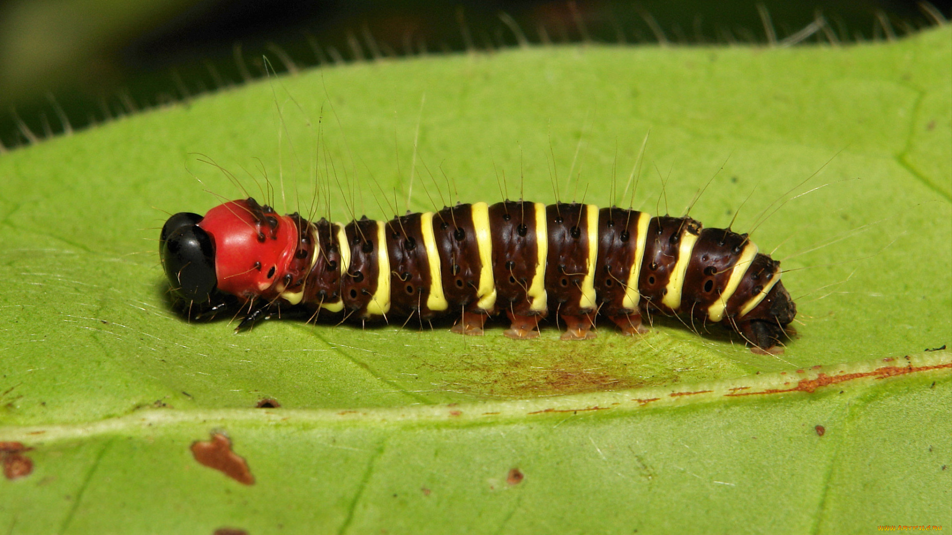 животные, гусеницы, полосатая, полоски, гусеница, макро, itchydogimages