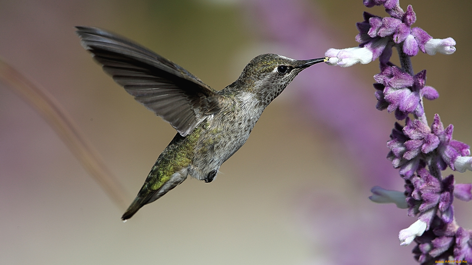 животные, колибри, опыление, птица, макро, фон, цветы