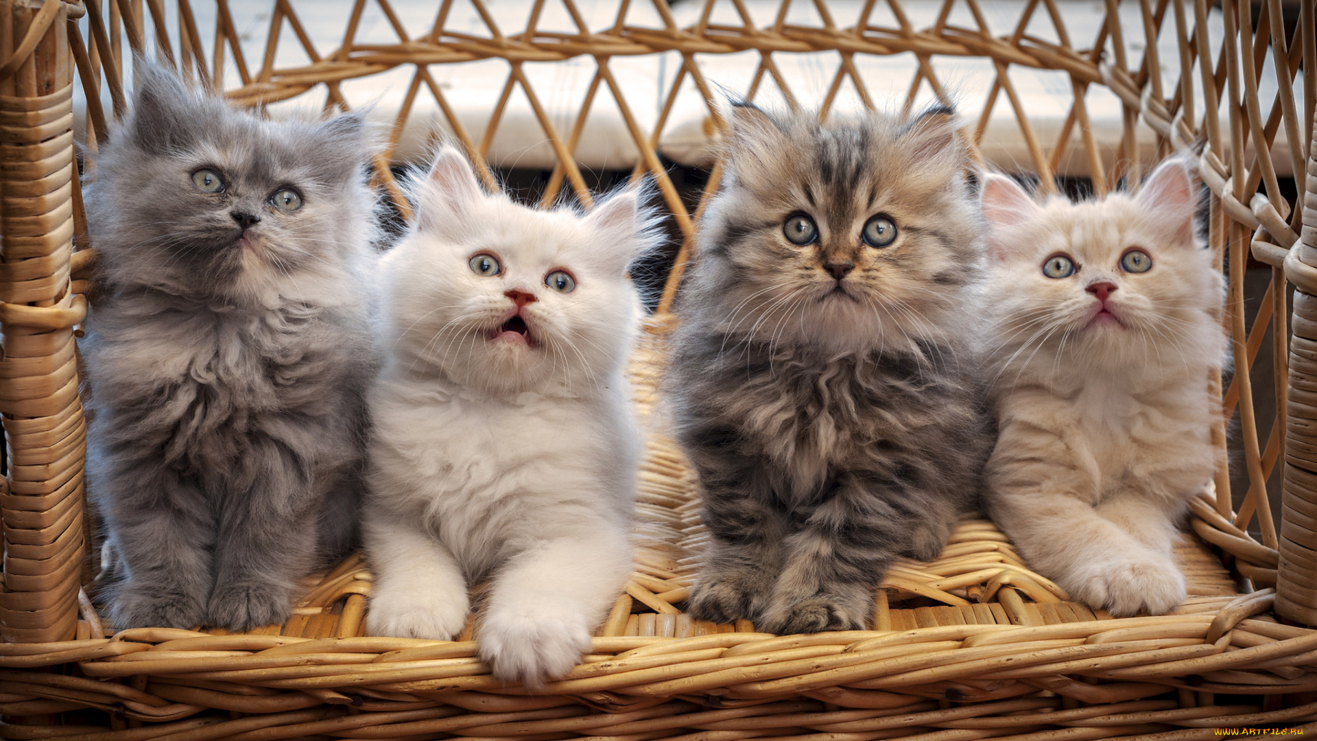 животные, коты, много, корзина