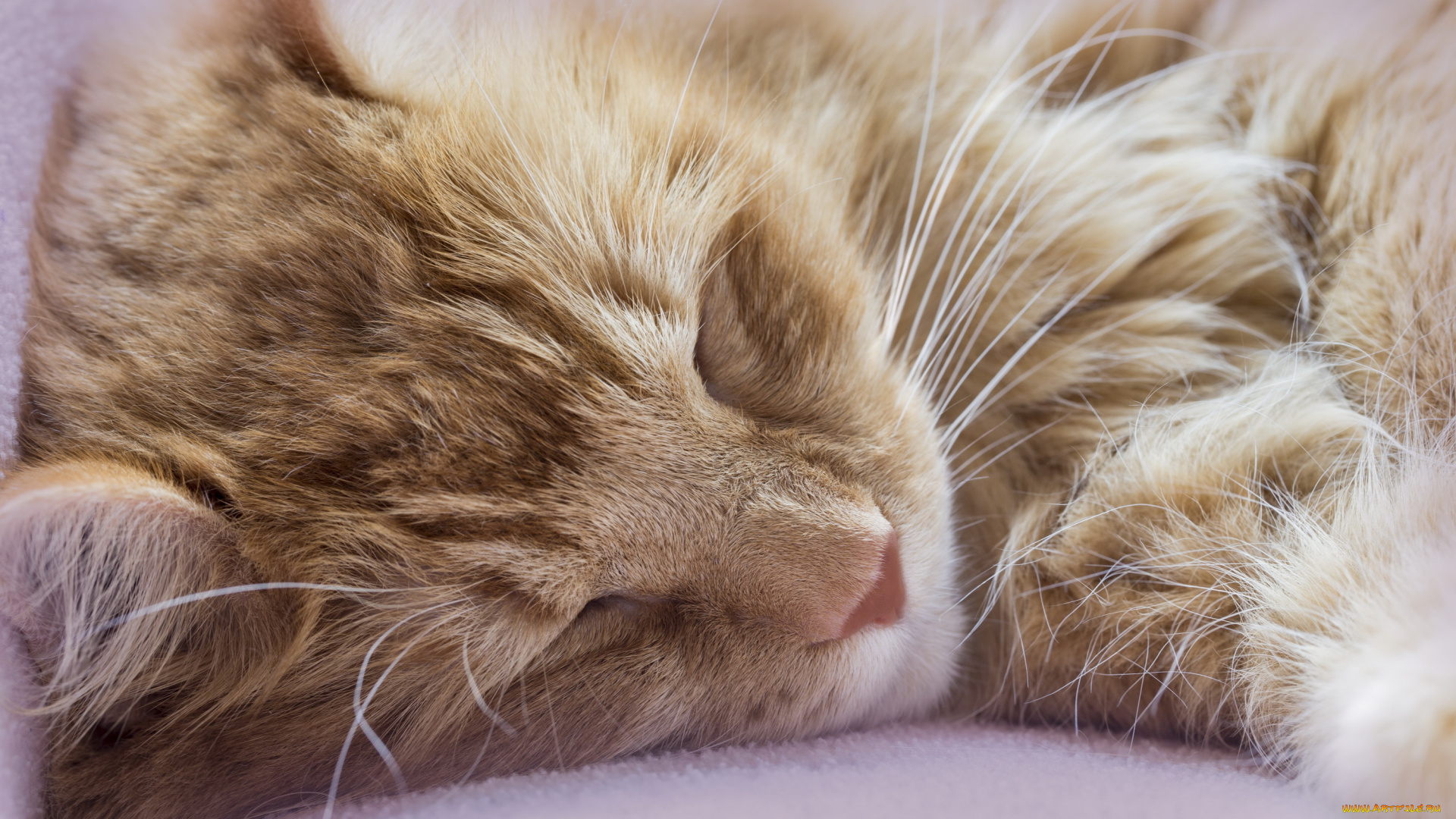 животные, коты, рыжий, кот, отдых, сон