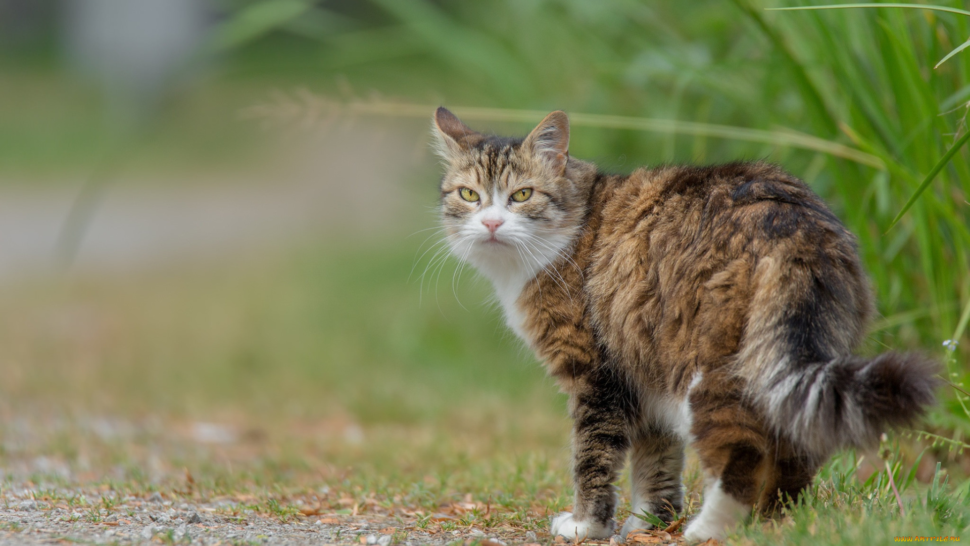животные, коты, взгляд, пушистая, трава, кот, кошка