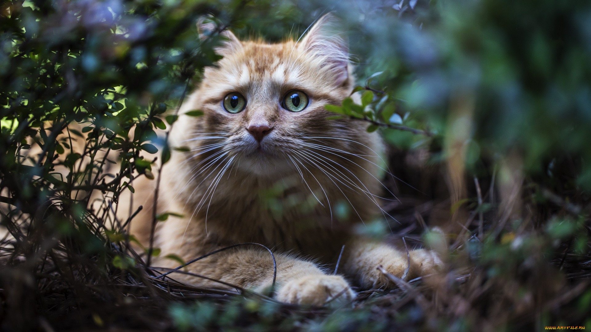 животные, коты, взгляд, рыжий, кот, кусты, трава