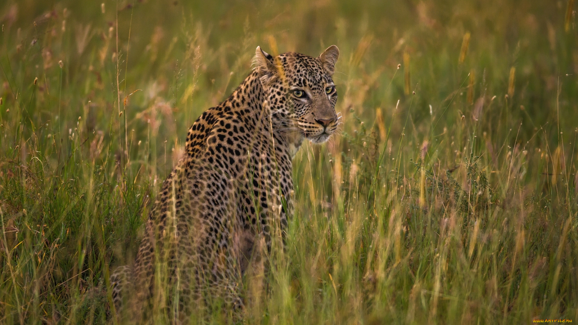 животные, леопарды, леопард, кошка, саванна