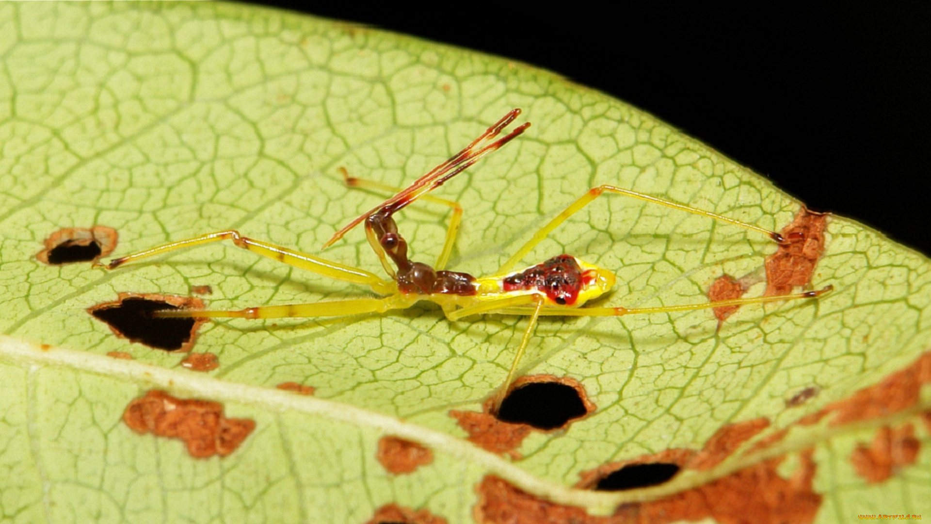 животные, насекомые, itchydogimages, насекомое, лист, листик, макро