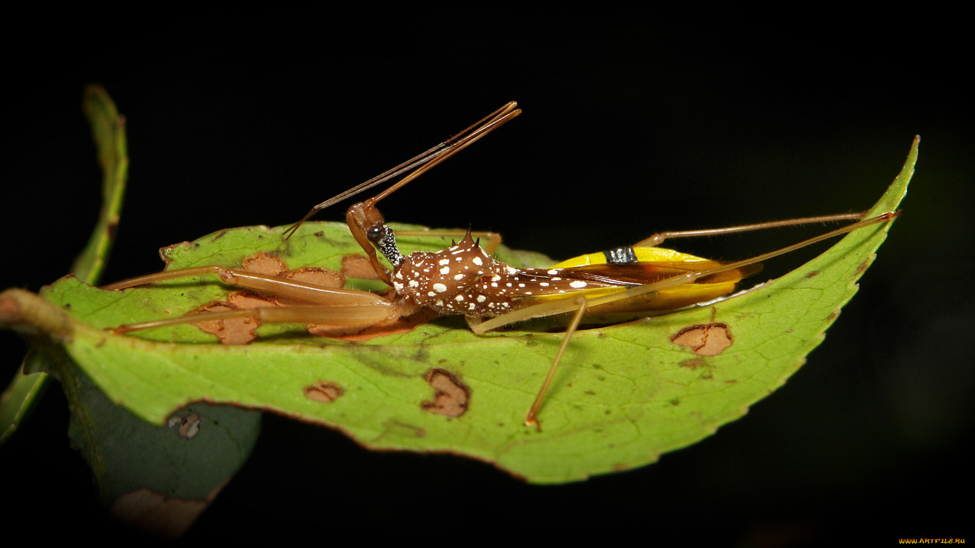 животные, насекомые, насекомое, листик, макро, itchydogimages