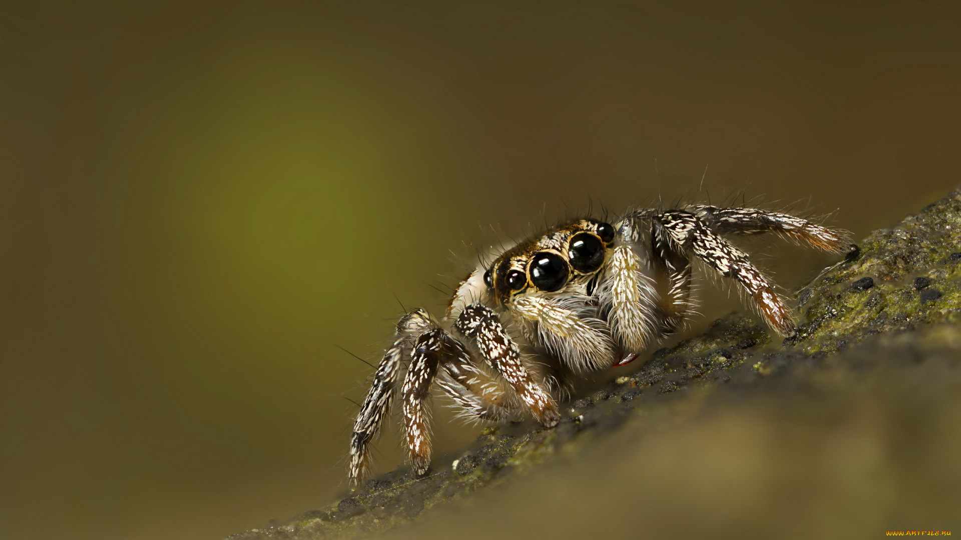 животные, пауки, прыгун, джампер, паук, фон