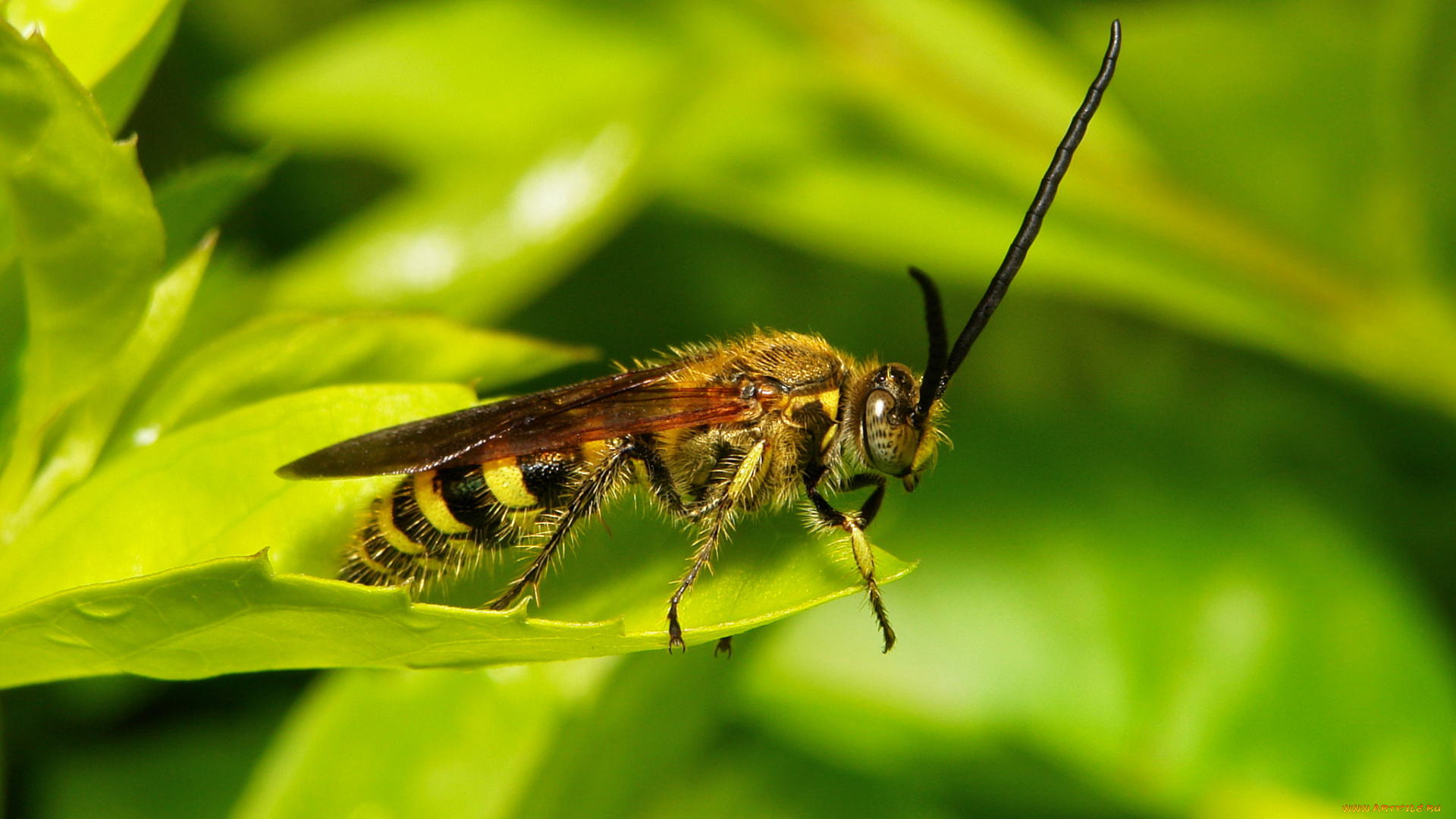 животные, пчелы, , осы, , шмели, itchydogimages, листик, оса, макро