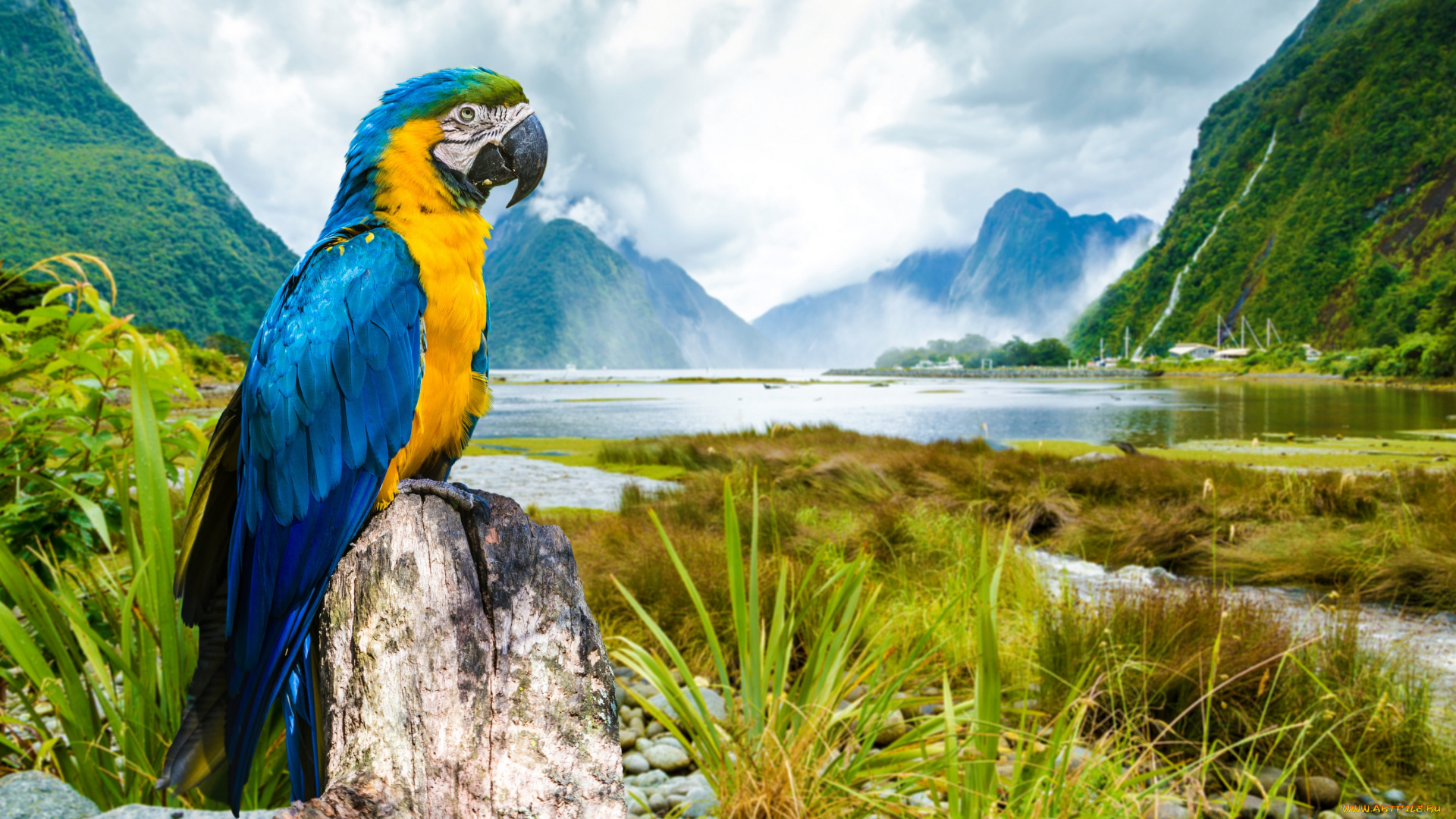 животные, попугаи, ара, сине-жёлтый, попугай, птица