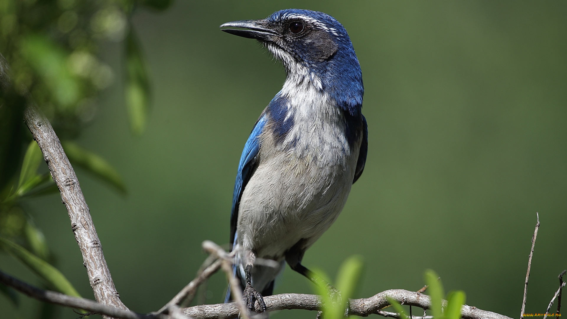 животные, птицы, фон, клюв, синяя, птица