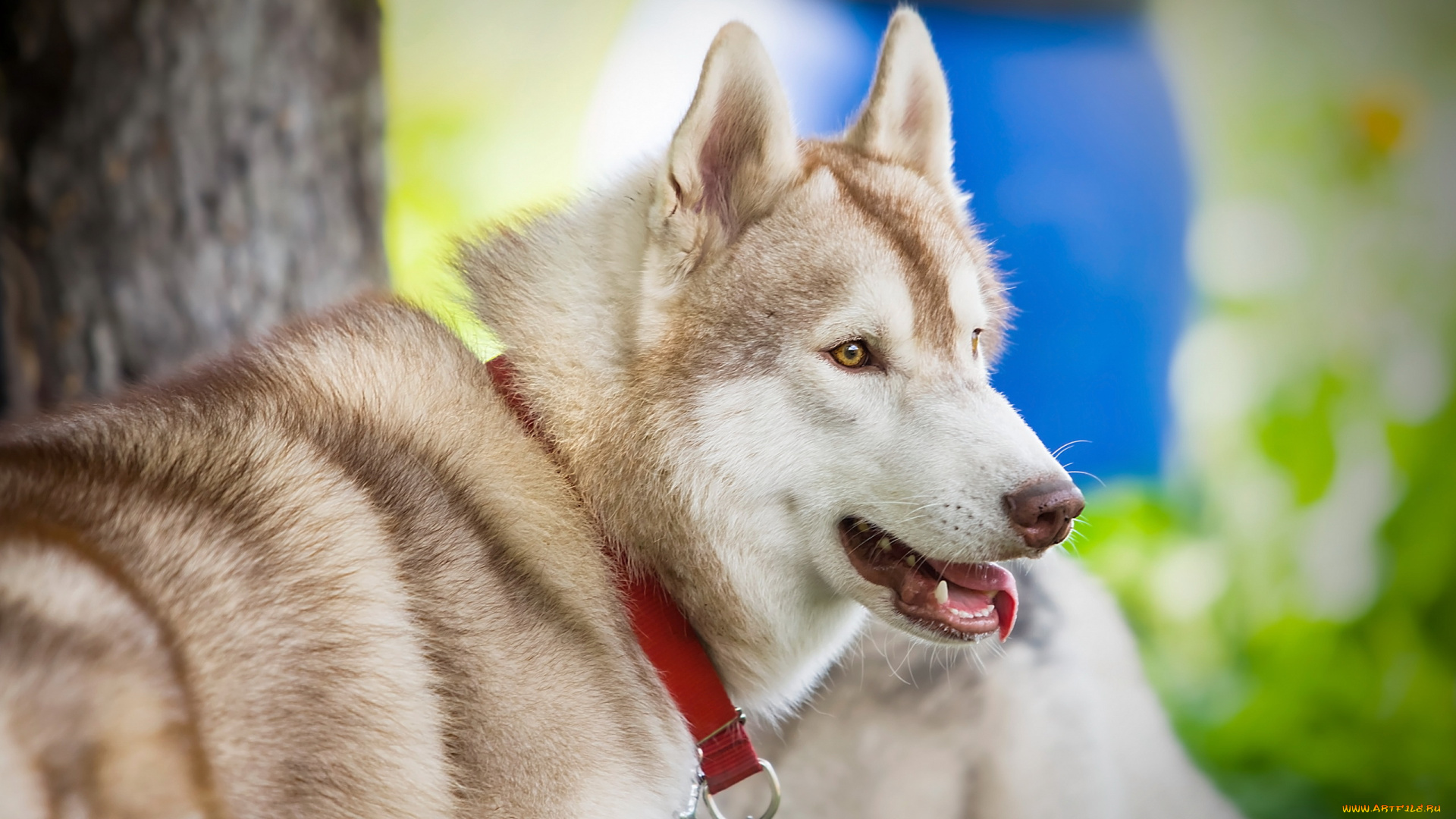 животные, собаки, уши, взгляд, глаза, ошейник, язык