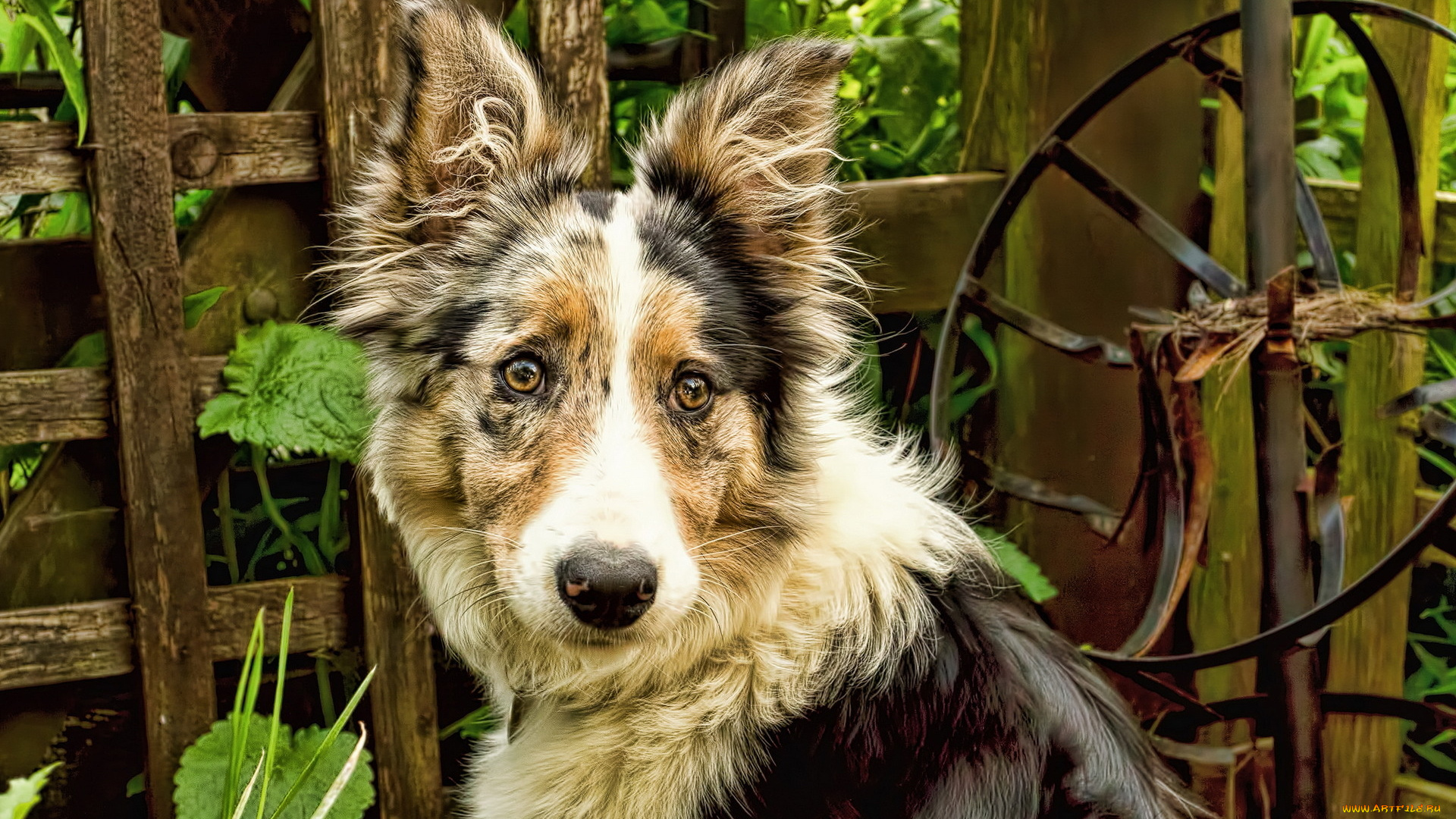 животные, собаки, взгляд