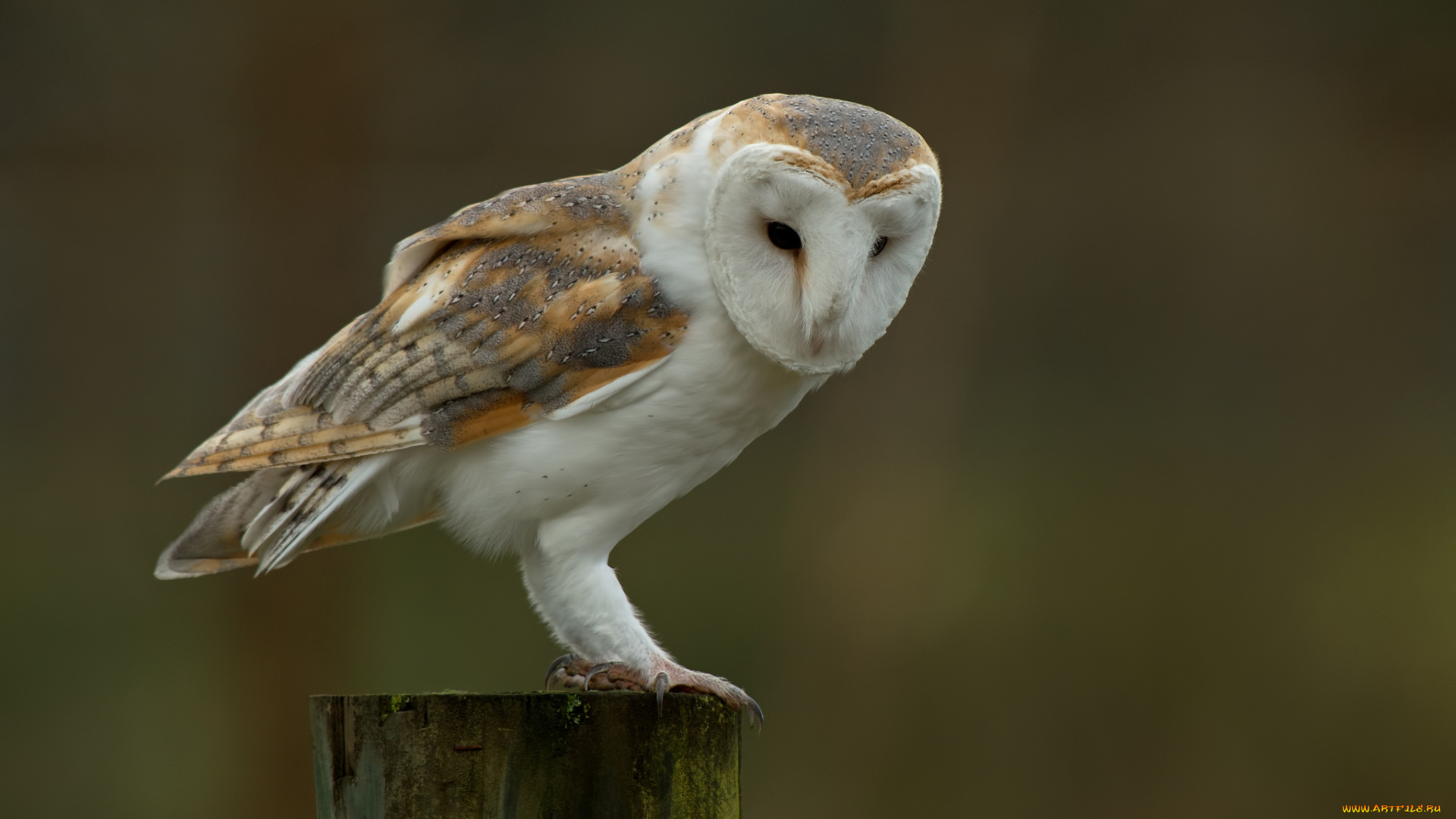 животные, совы, птица, пень, сипуха, обыкновенная, фон