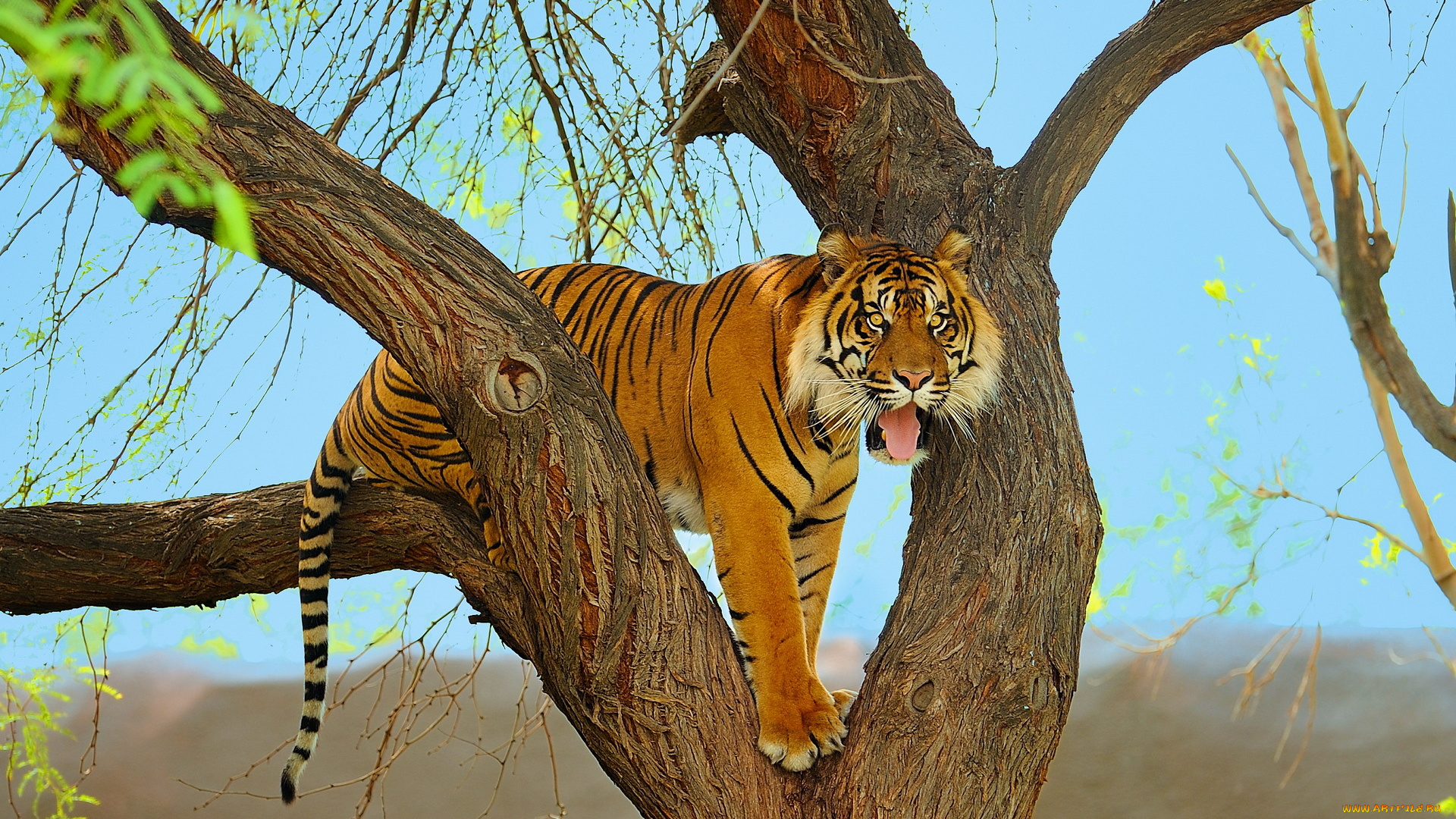 животные, тигры, хищник, суматранский, тигр, морда, дерево