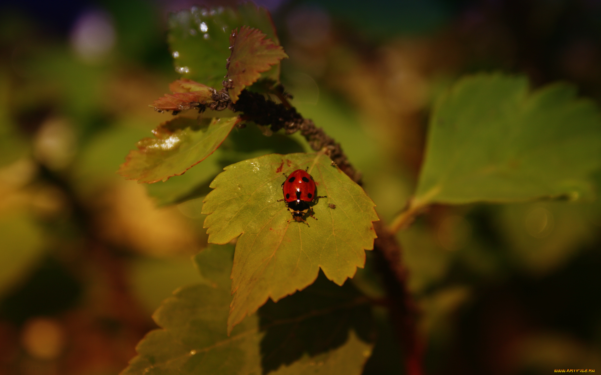 животные, божьи, коровки, насекомое