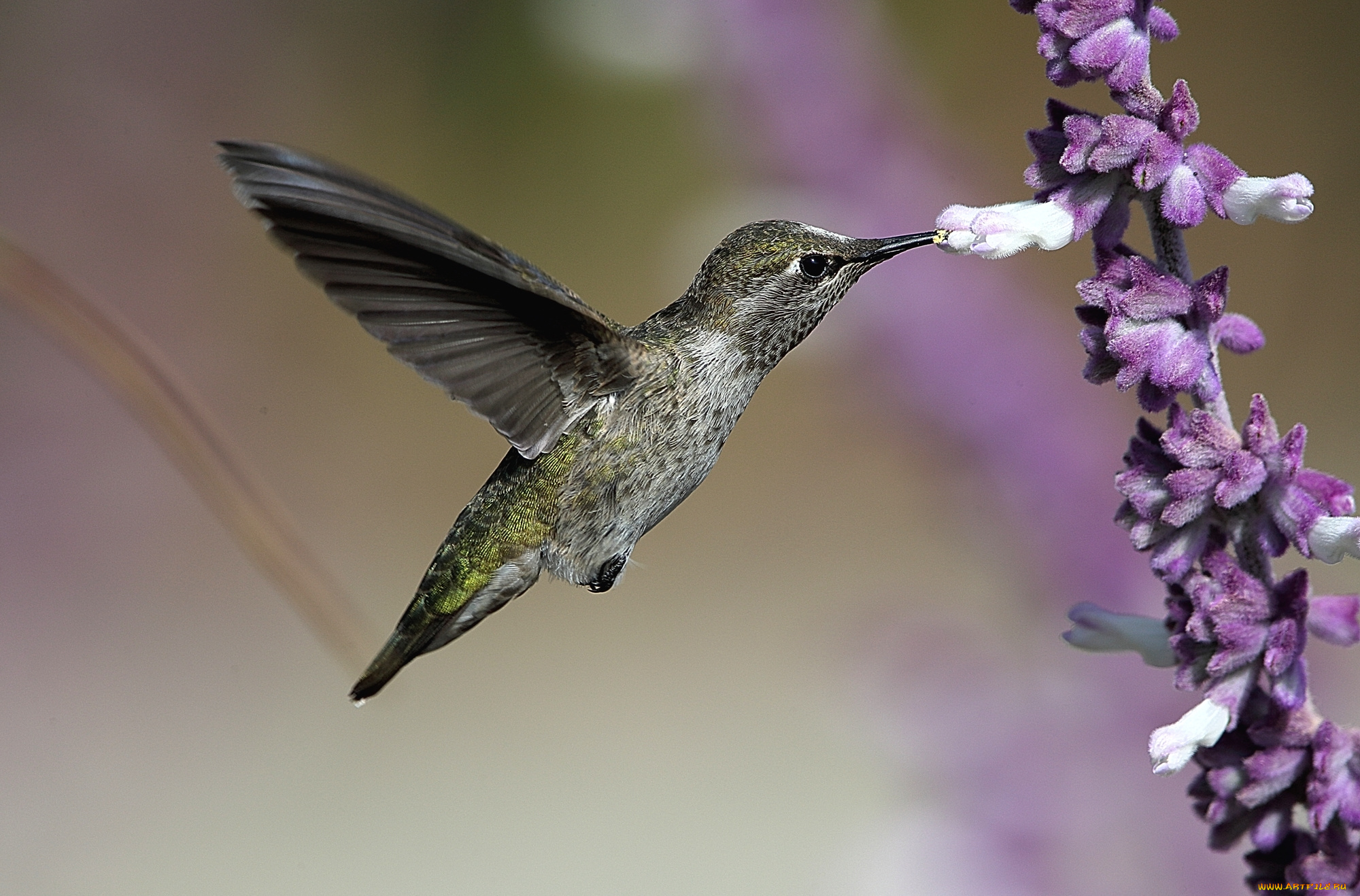 животные, колибри, опыление, птица, макро, фон, цветы