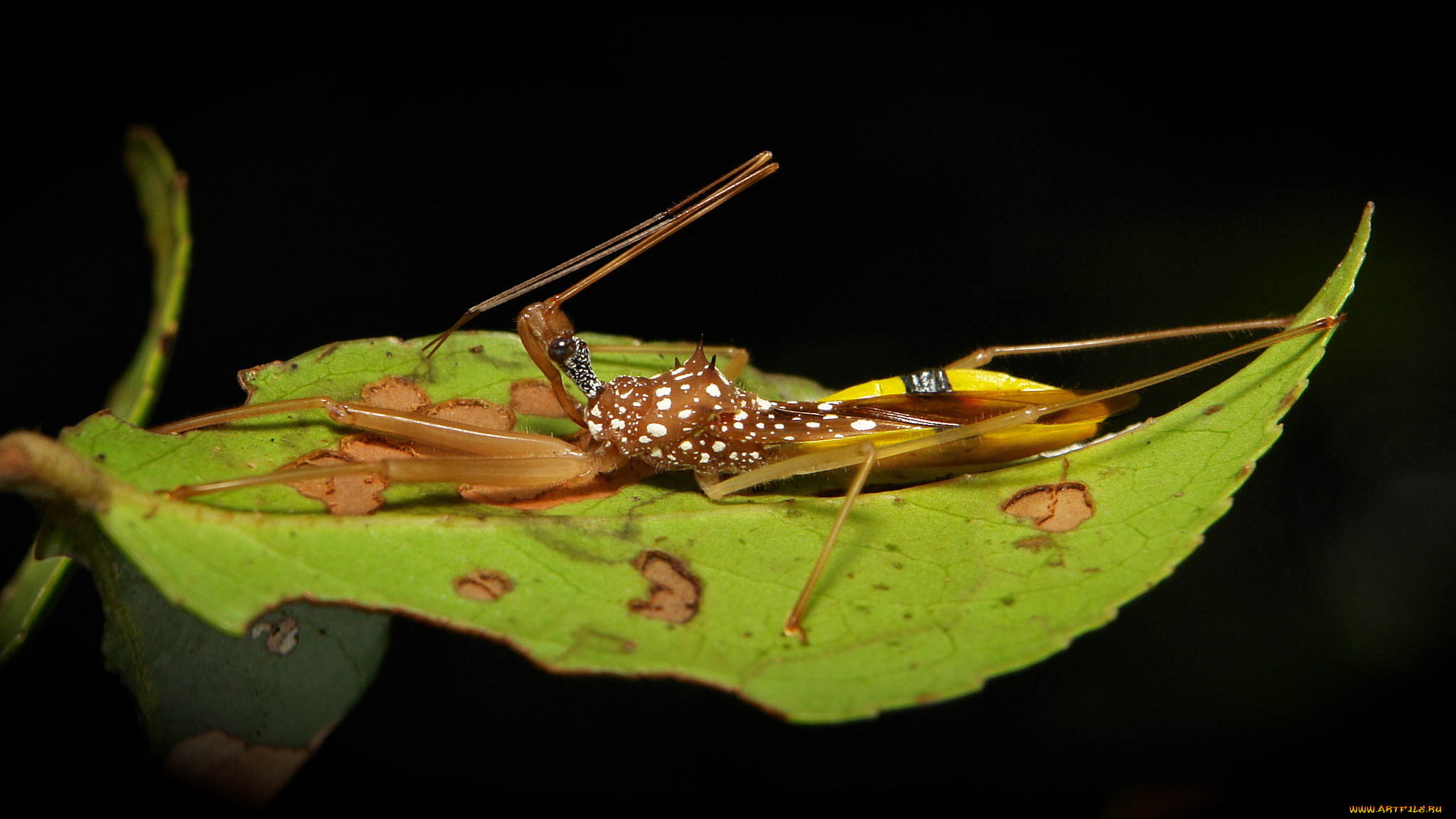 животные, насекомые, насекомое, листик, макро, itchydogimages