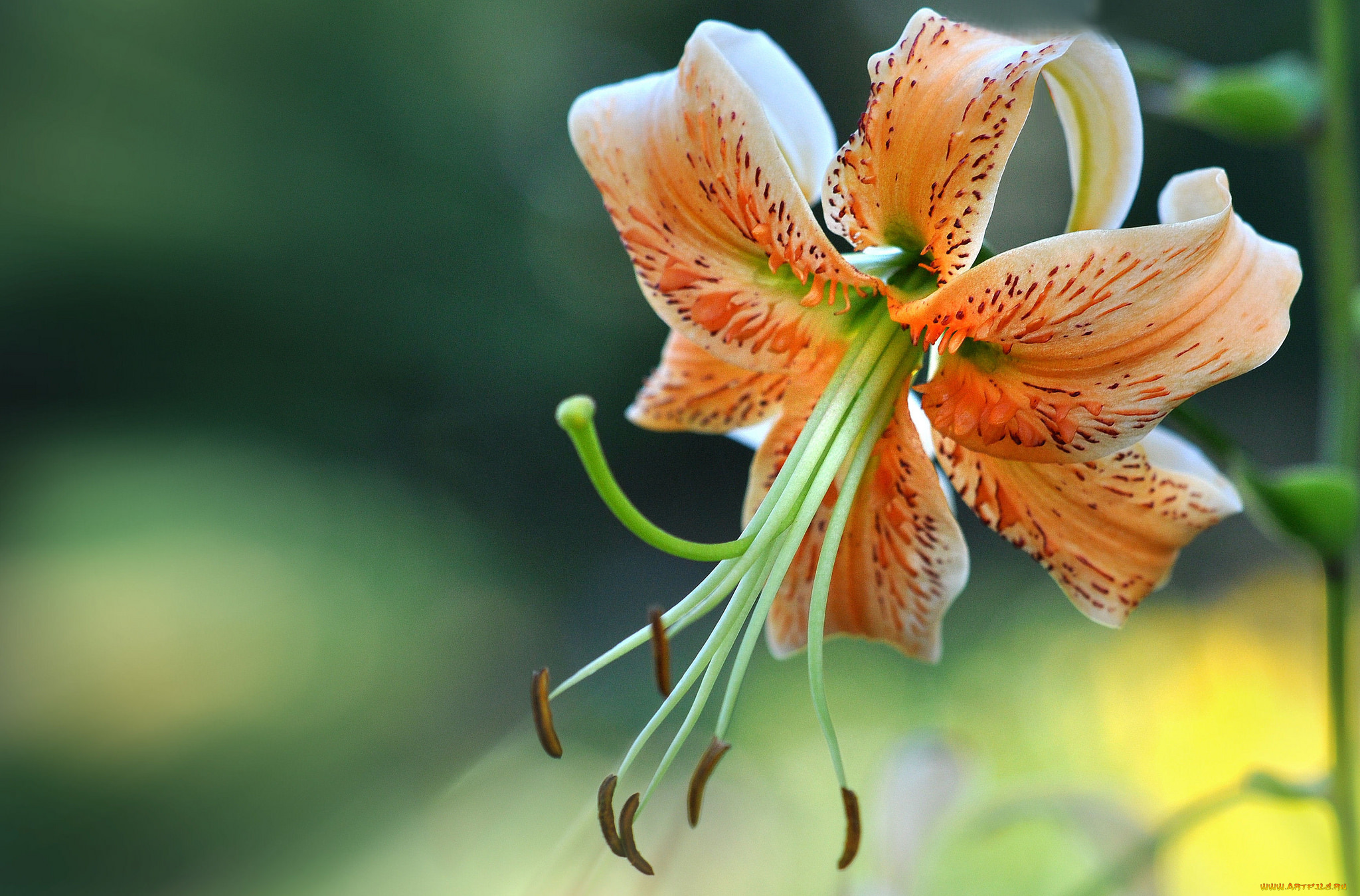 цветы, лилии, , лилейники, лилия, цветение, оранжевая, листья, пестик, тычинка