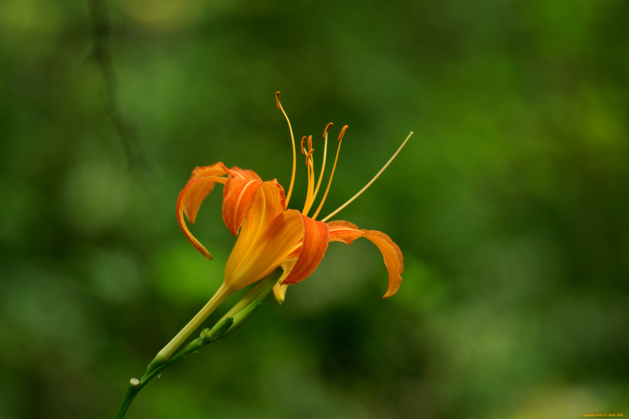 цветы, лилии, , лилейники, оранжевая, лилия, лепестки, тычинки, цветение
