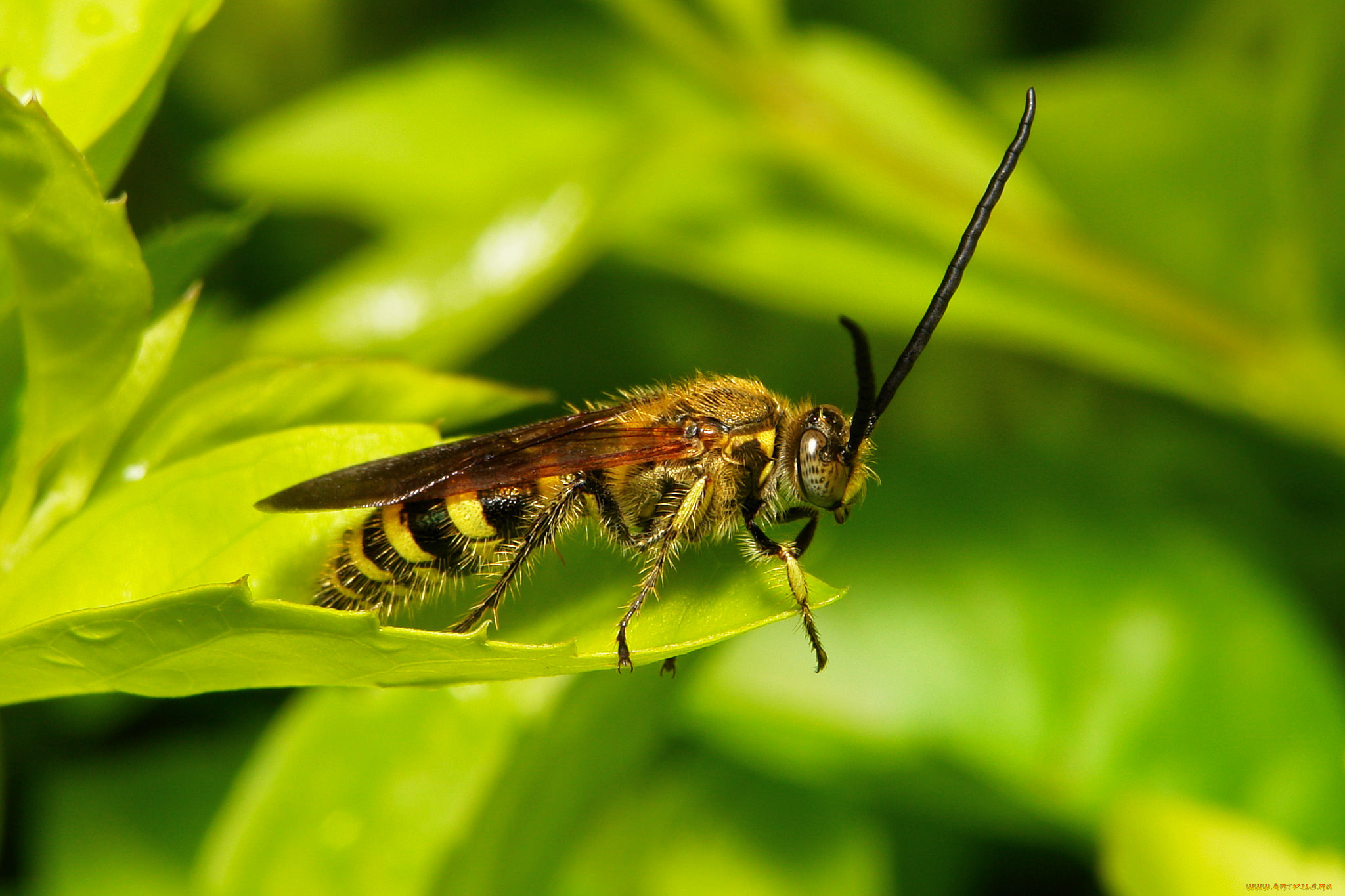 животные, пчелы, , осы, , шмели, itchydogimages, листик, оса, макро