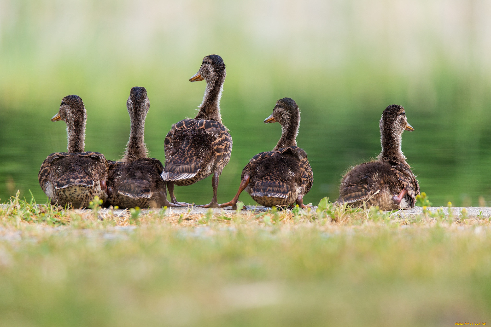 животные, утки, трава, семья, водоем