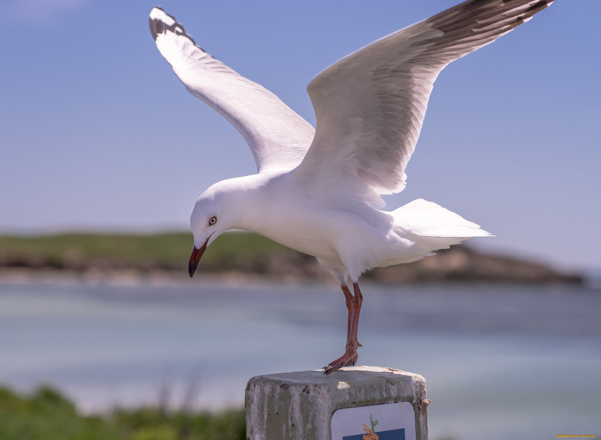 животные, Чайки, , бакланы, , крачки, пень, крылья, птица, белая, чайка