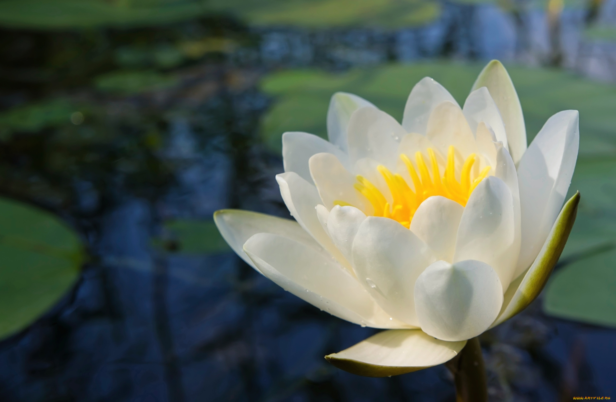 цветы, лилии, водяные, , нимфеи, , кувшинки, лилия, лепестки, макро