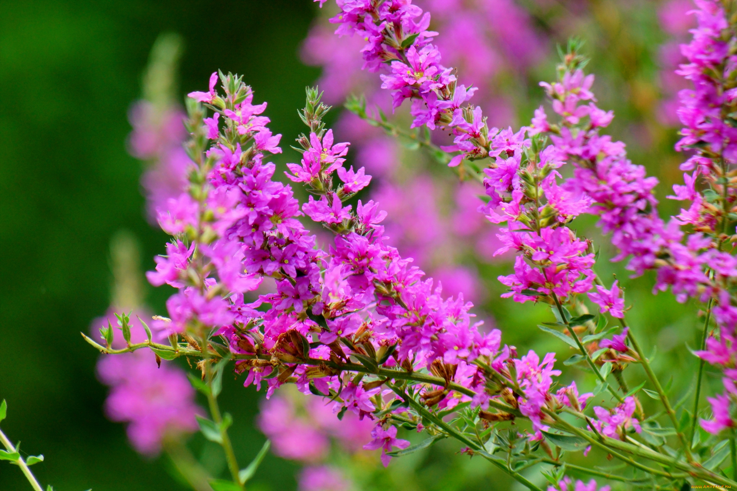 цветы, цветущие, деревья, , , кустарники, цветение, розовые, ветки, кустарник