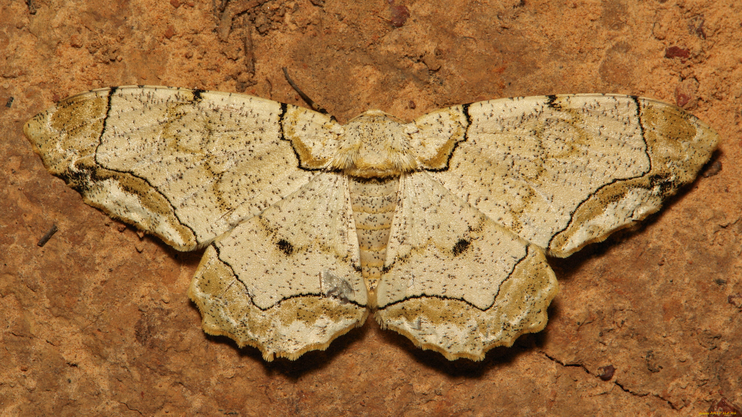 животные, бабочки, крылья, бабочка, моль, листик, itchydogimages, макро